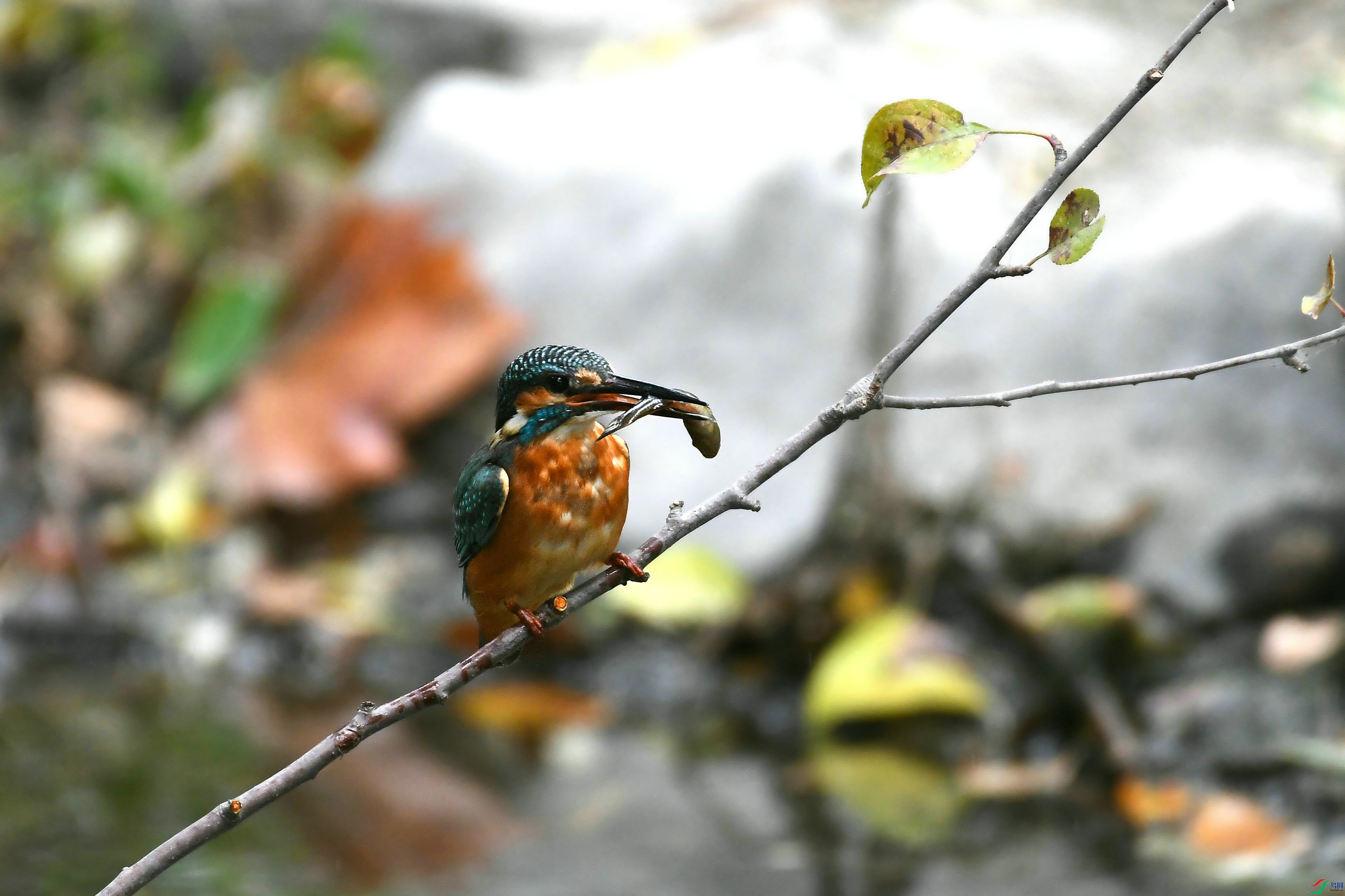 DSC_6364.JPG