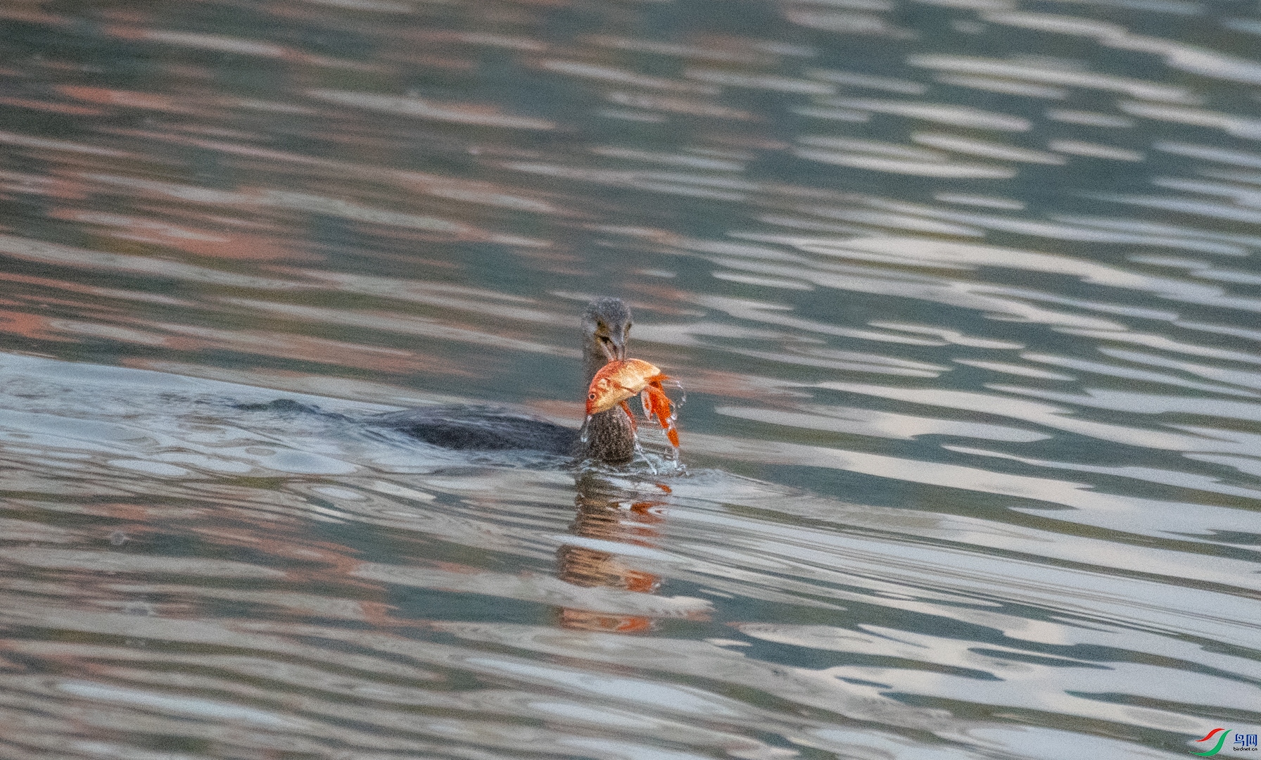 DSC_8681.jpg