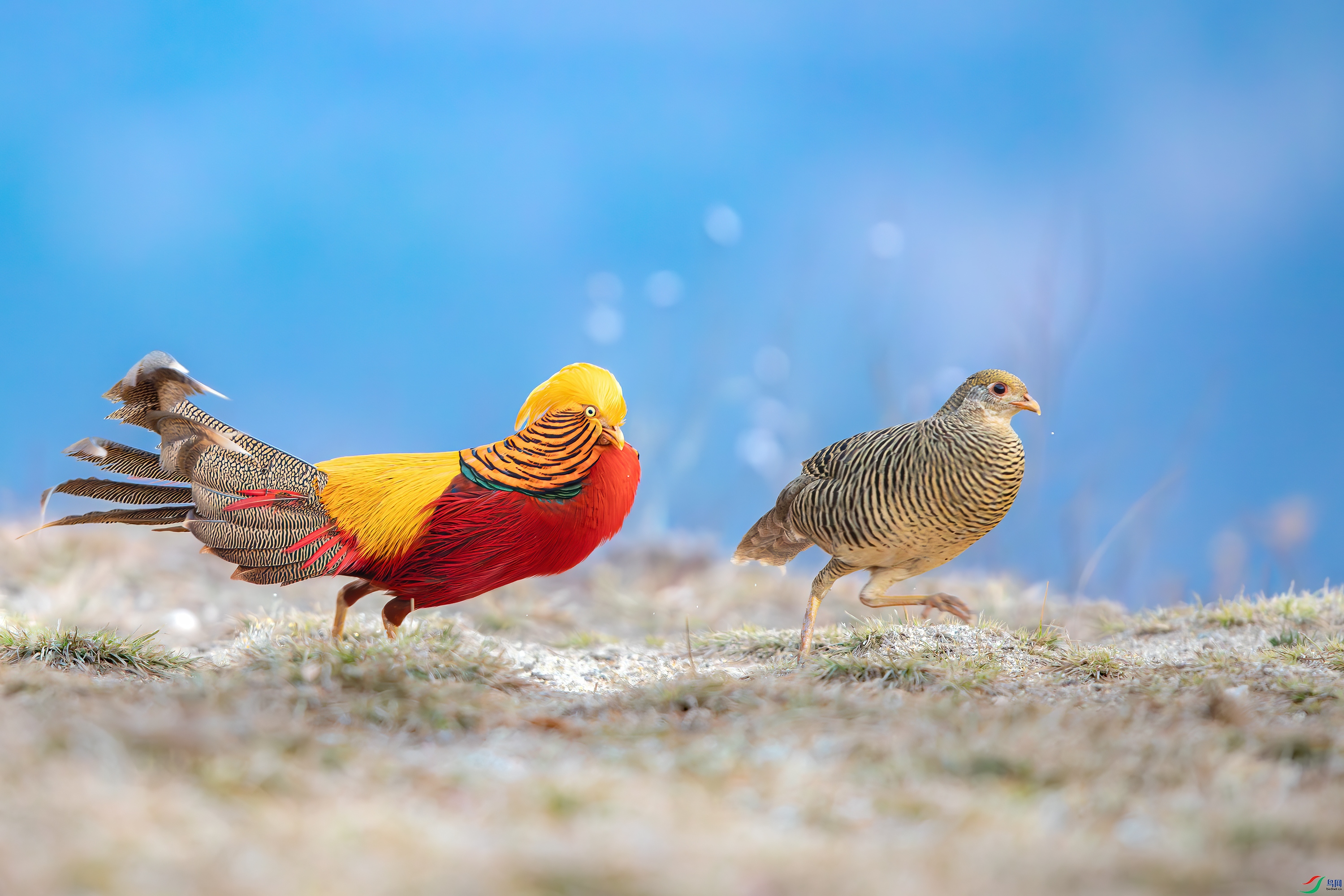 3S5A0741-����ǿ-NR ����.jpg