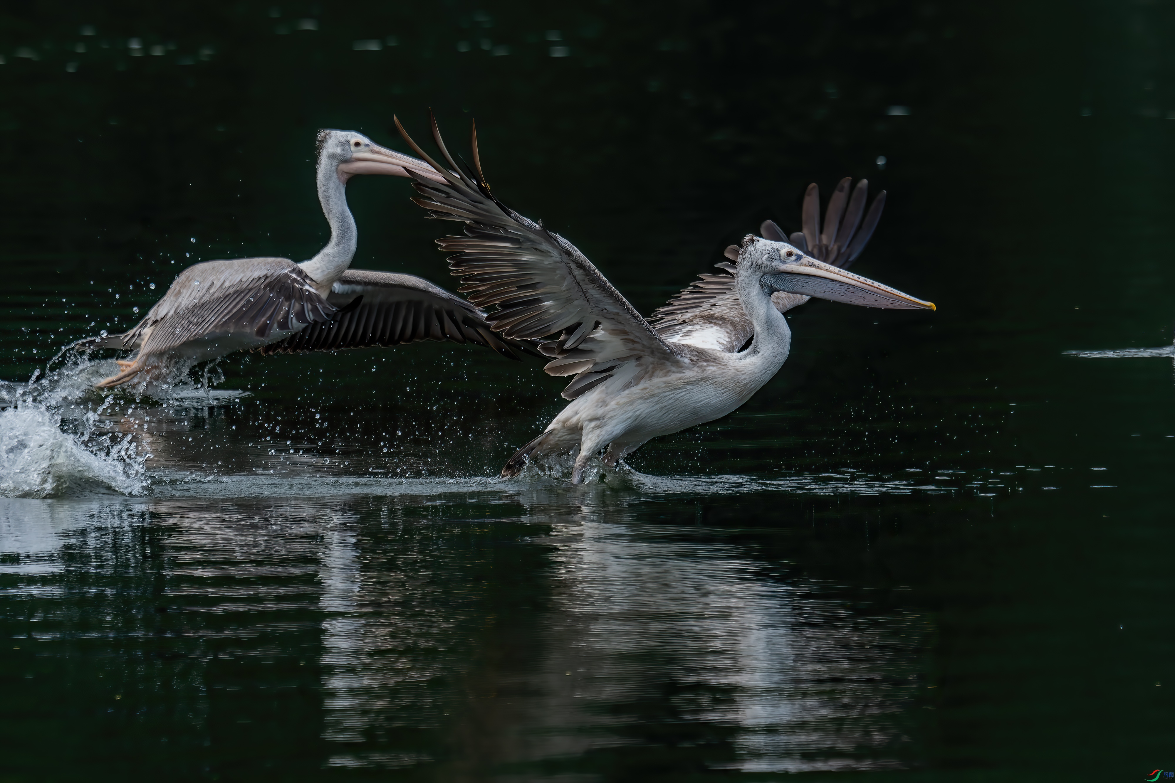 DSC_9933.jpg
