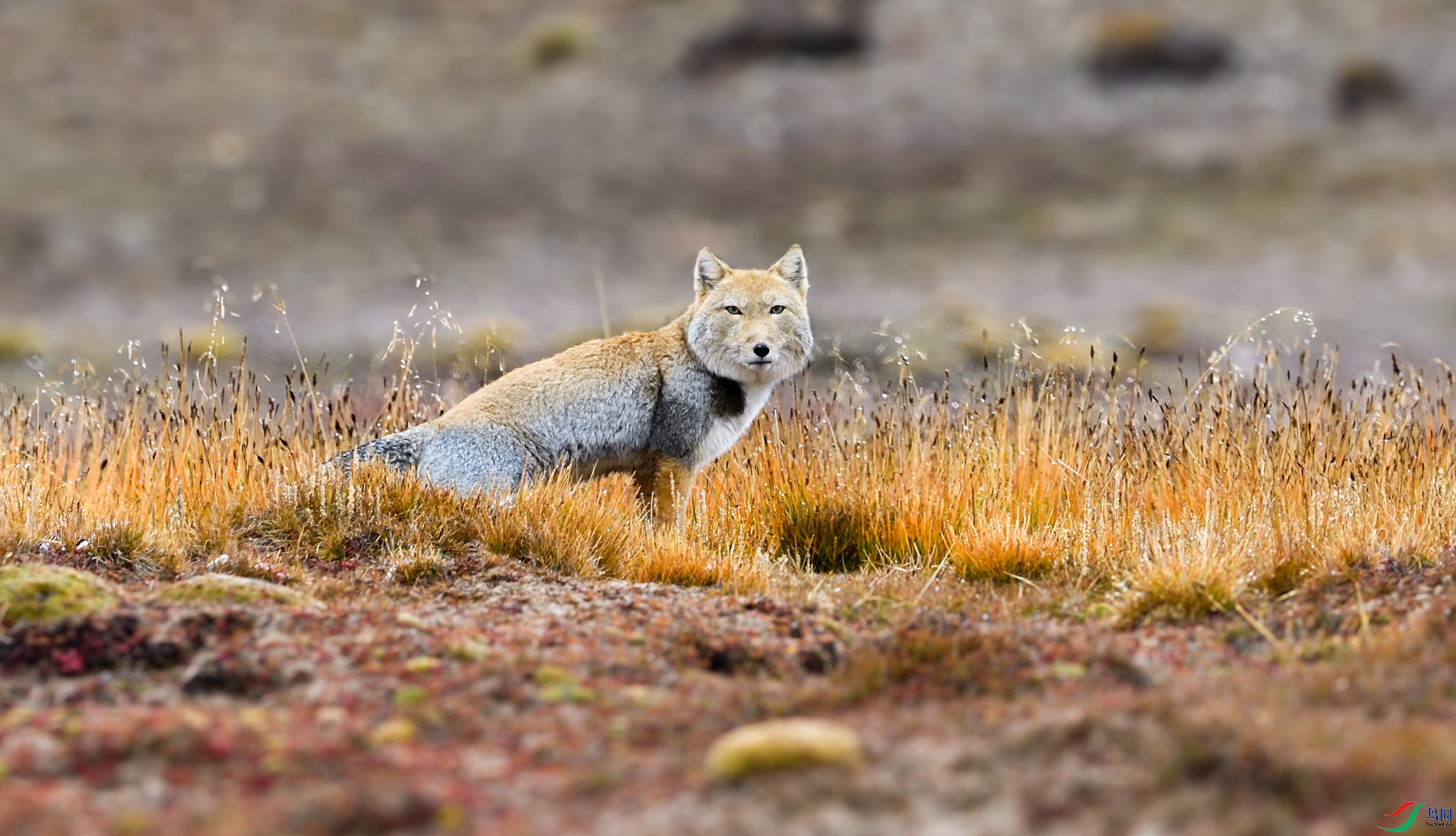 _DSC6920_����.jpg