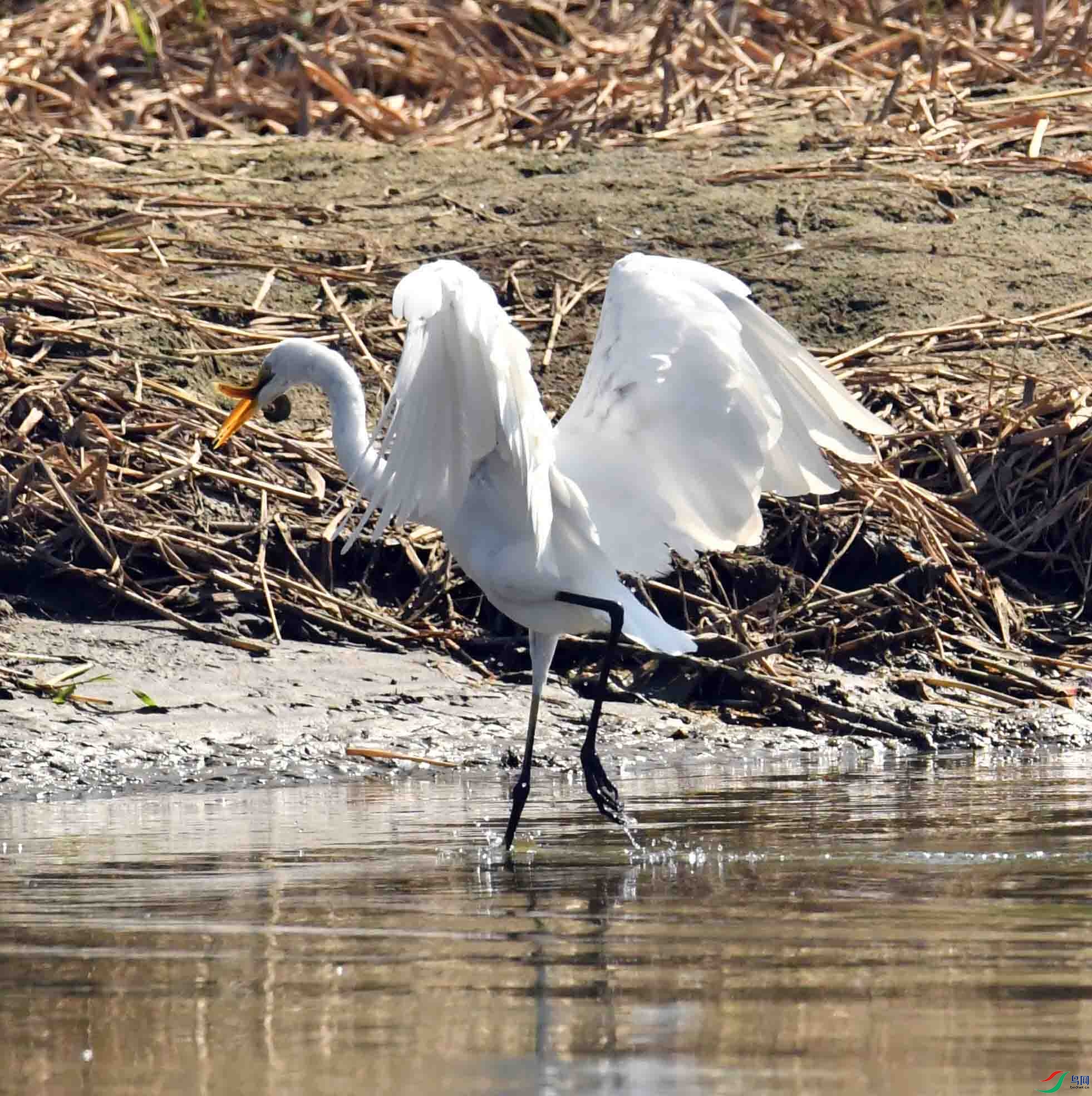 DSC_1515.JPG