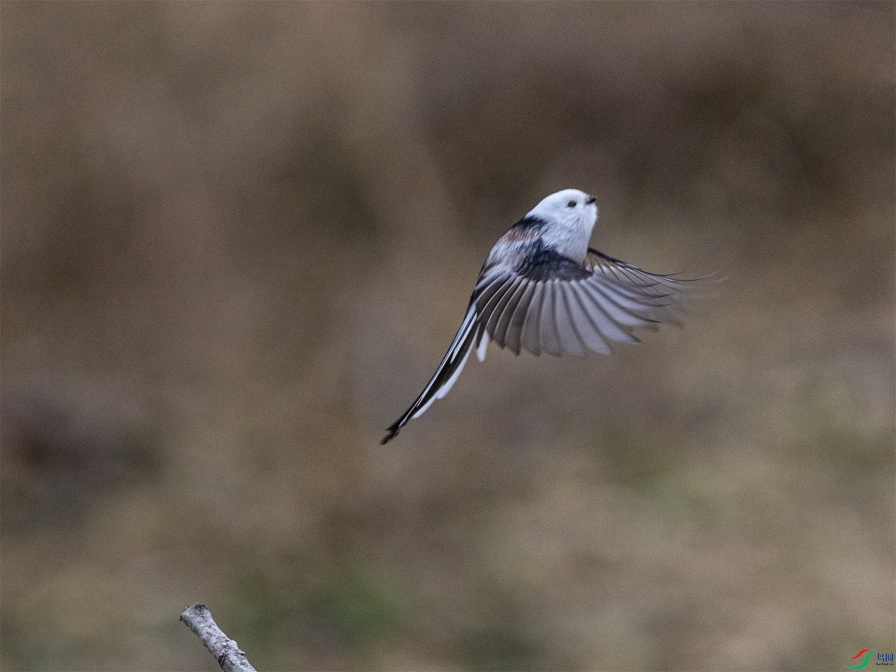 1K3A8971 ����1.jpg