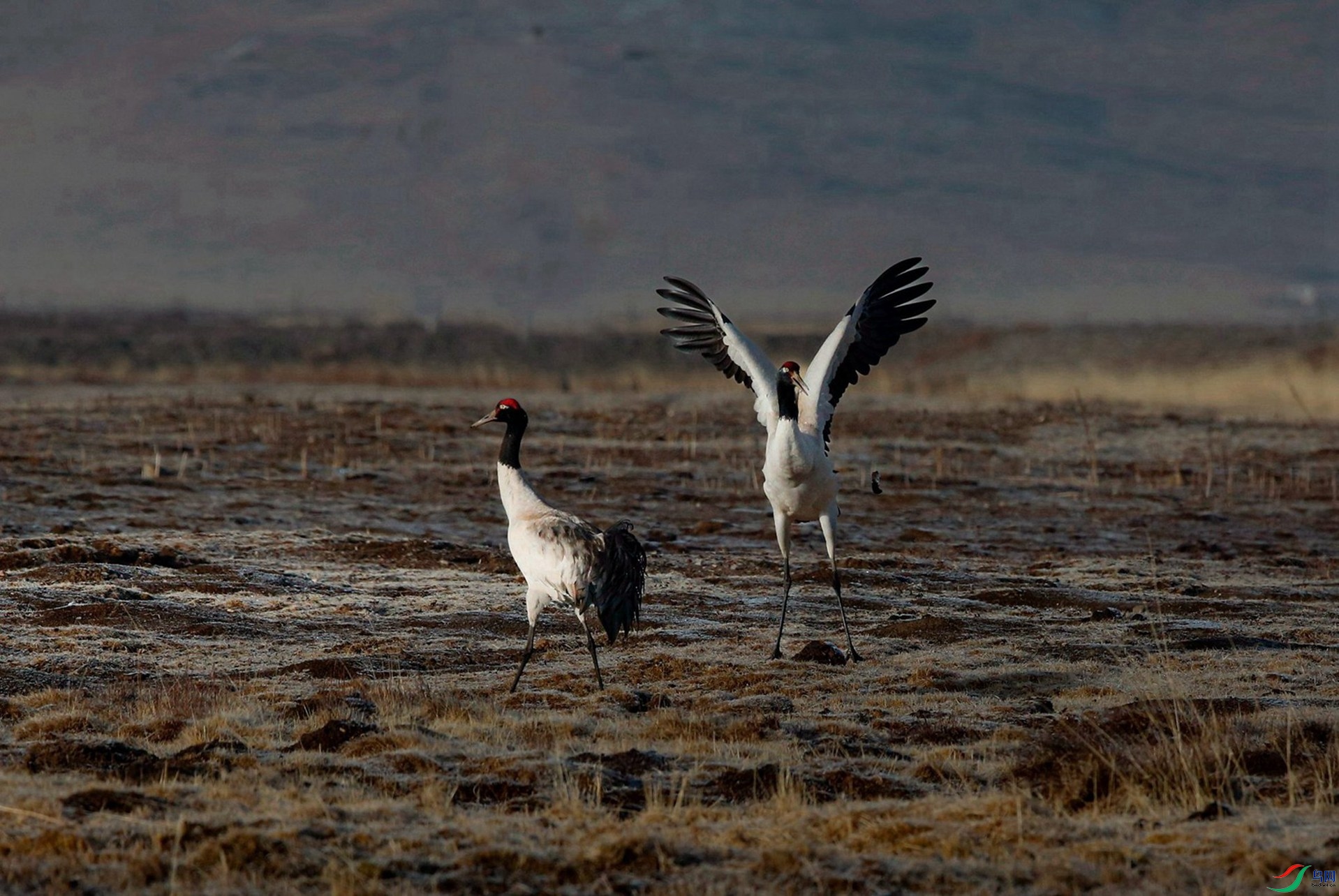 _39A0948 - ����.JPG