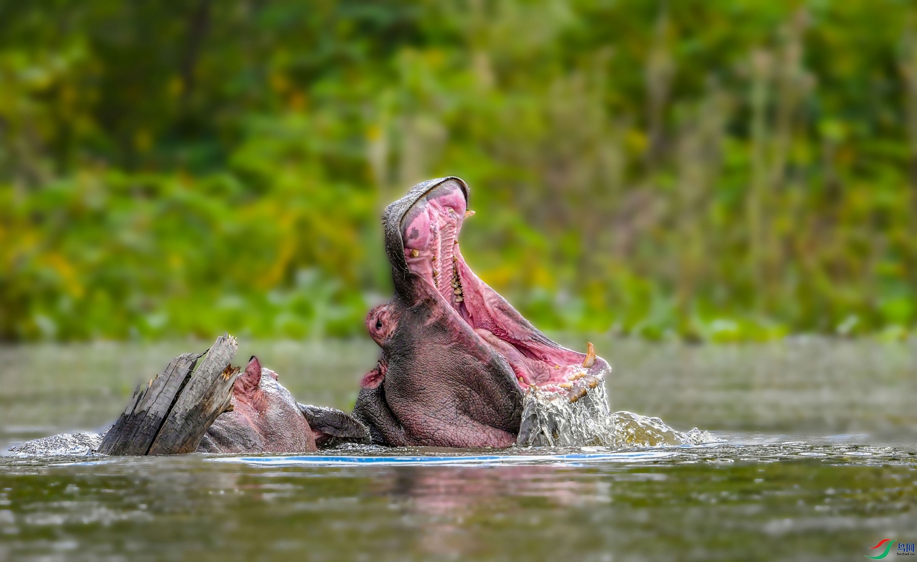 DSC_2011_����.jpg