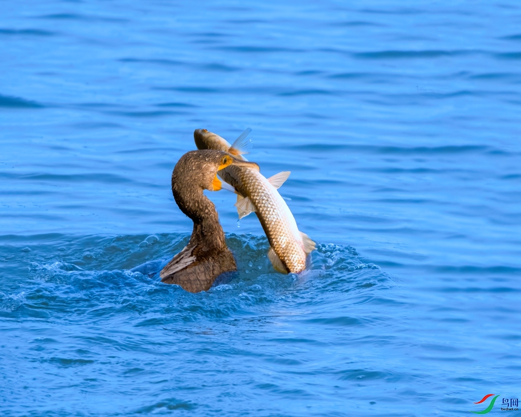 DSC_5165 ����-denoise-denoise ���� 2.jpg