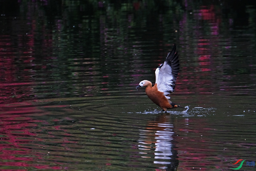 DSCF6039.1.jpg
