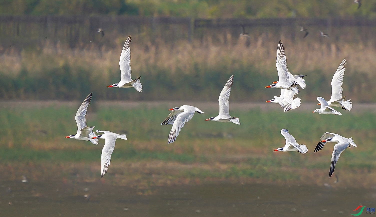 DSC07868- ���� 2.jpg