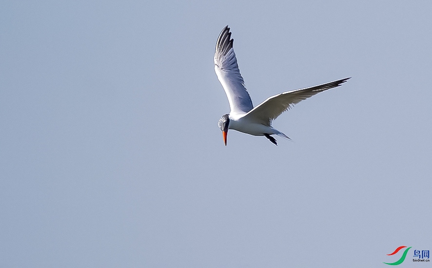 DSC00681.jpg