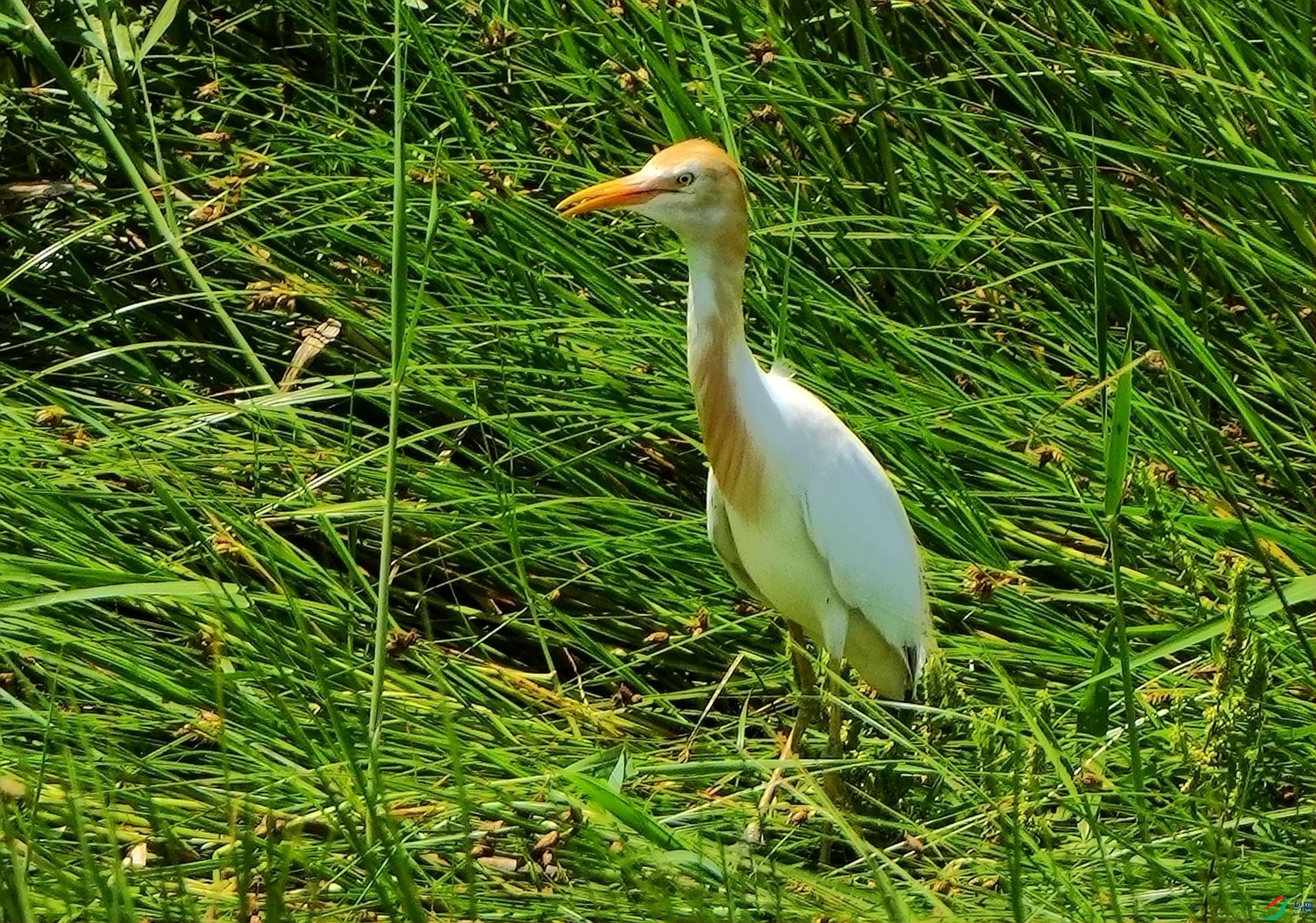 �̲ݴ��е�ţ����DSC06820_����.jpg