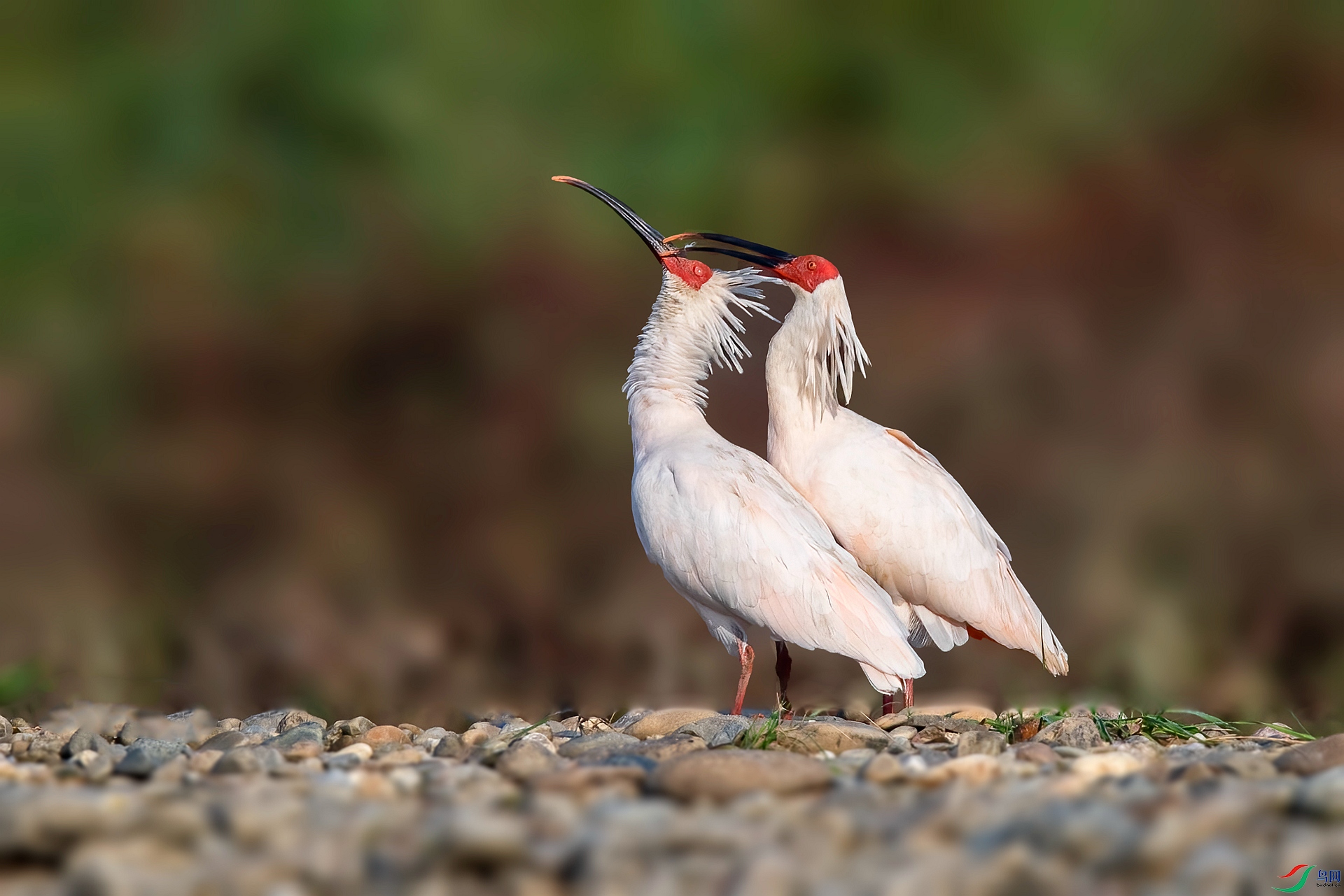 DSC_1100 ����_����.jpg