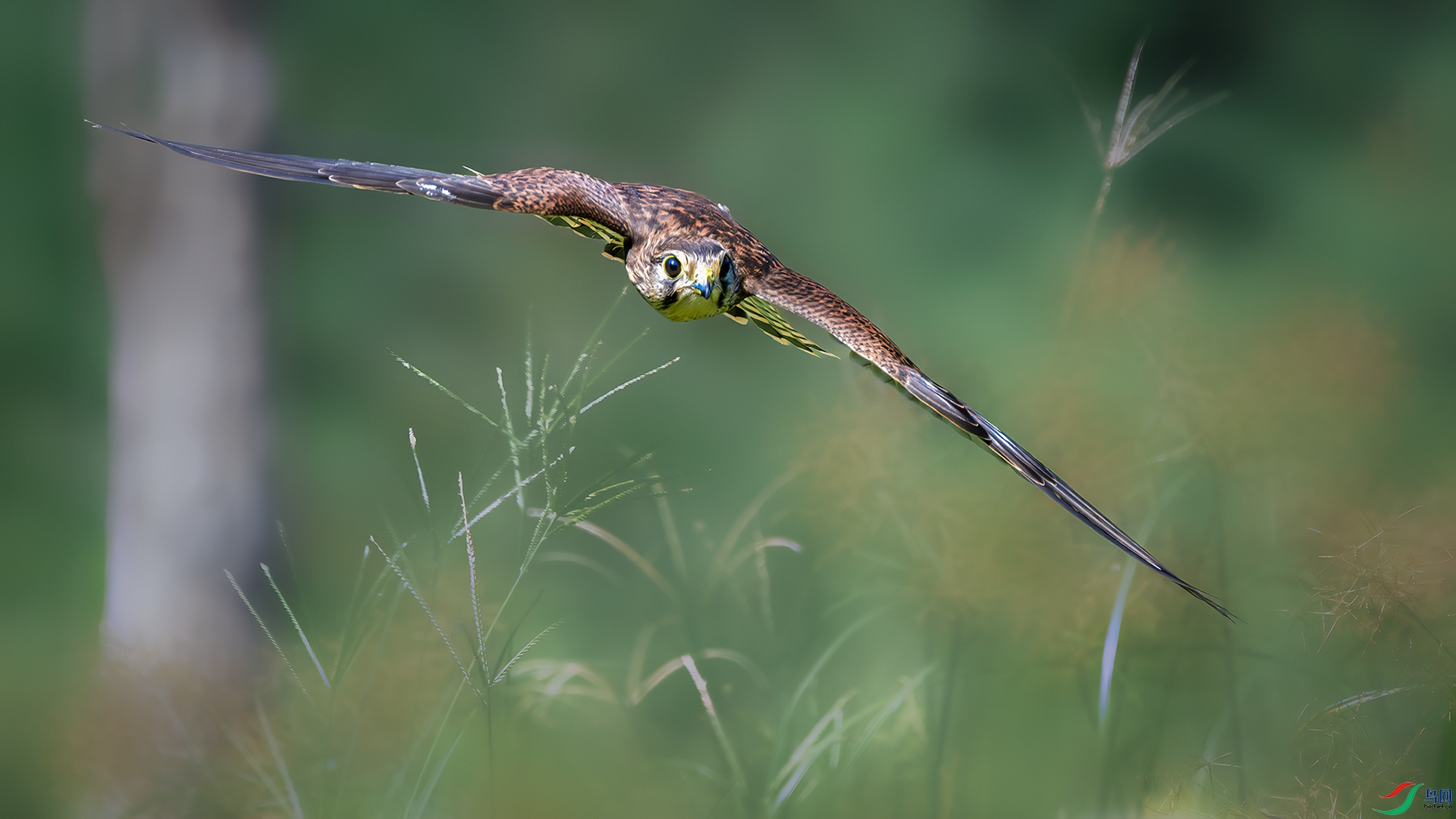 DSC_5109-����ǿ-NR ����.jpg