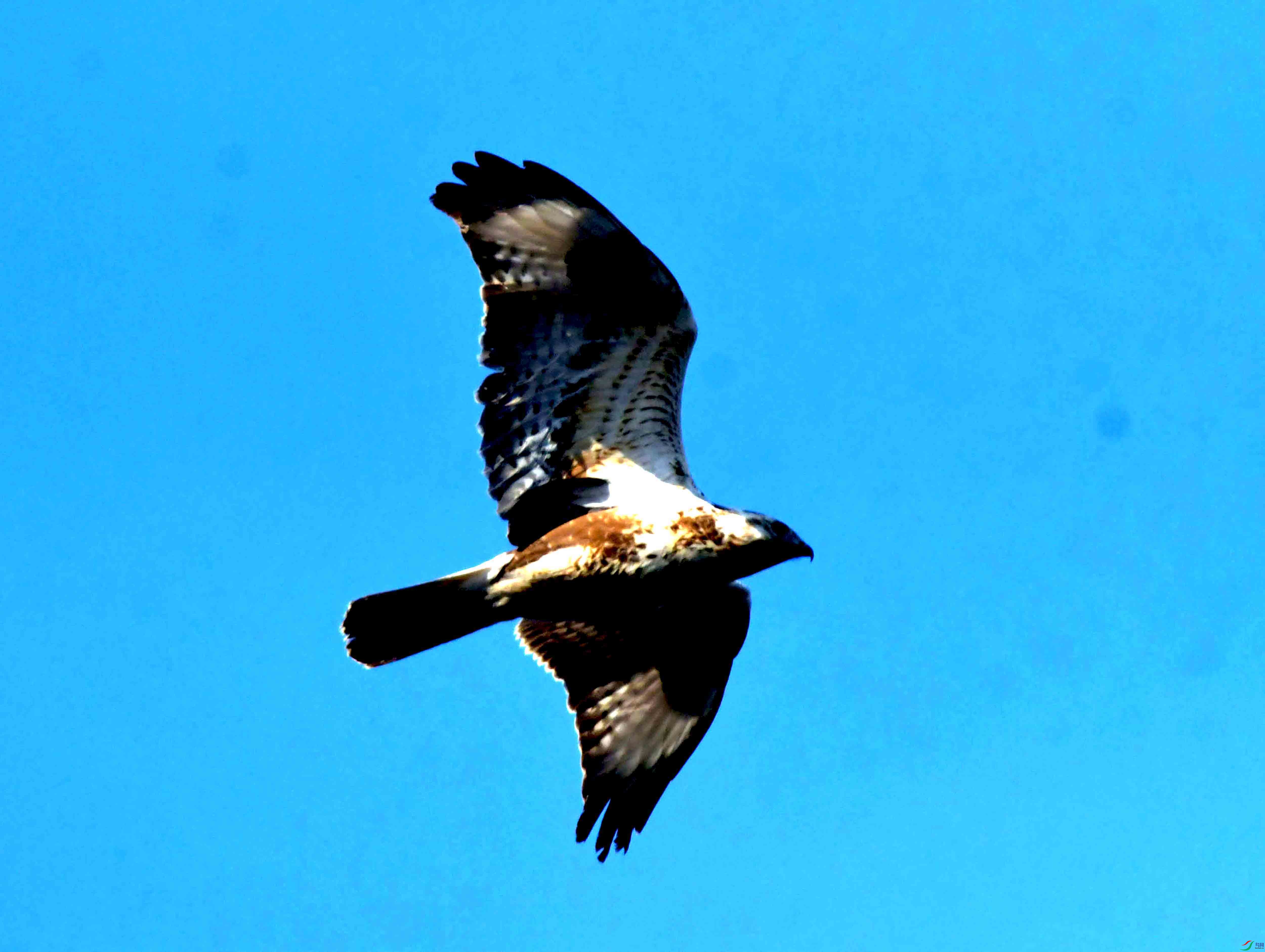 DSC_2539.JPG