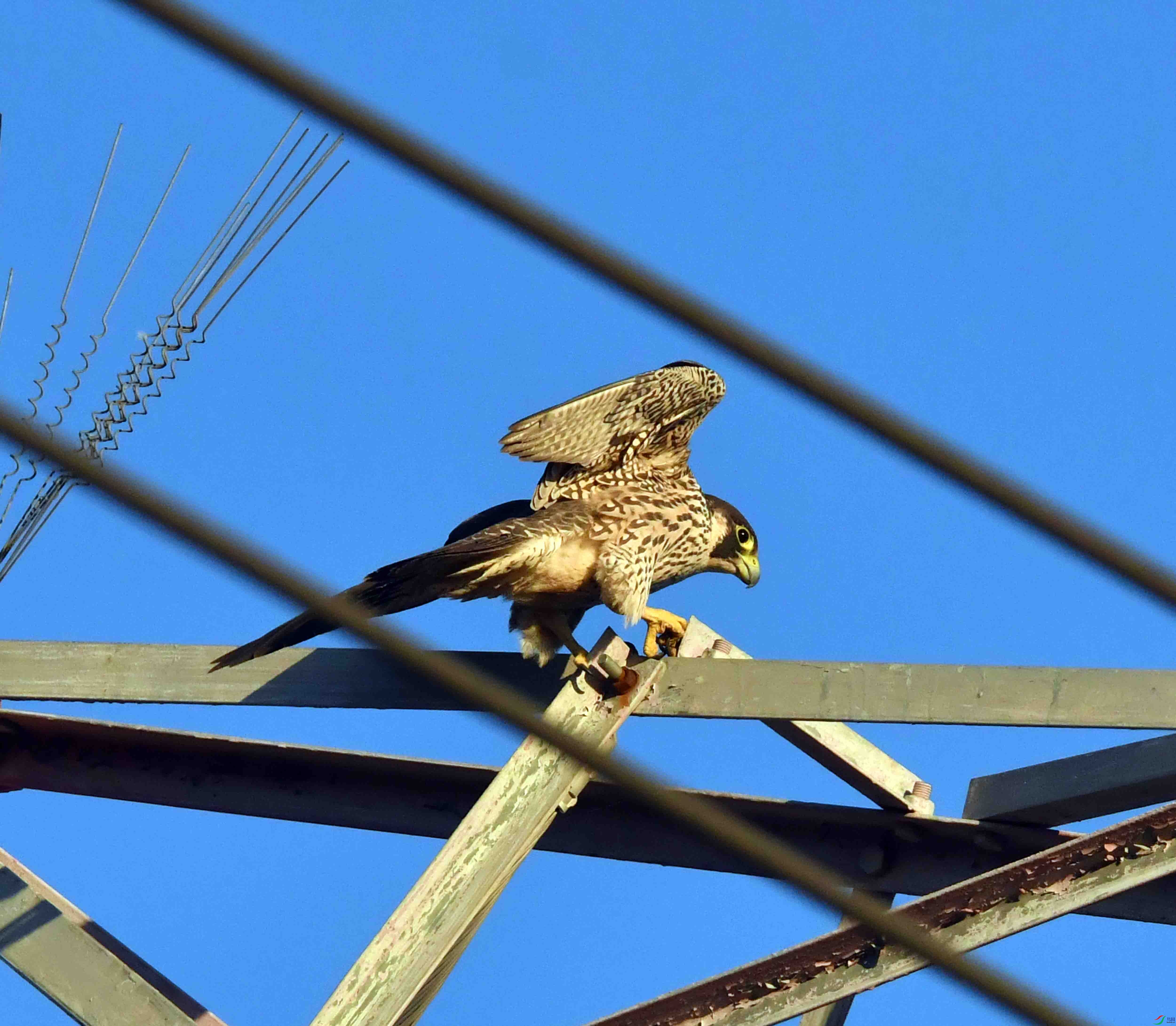 DSC_2236.JPG