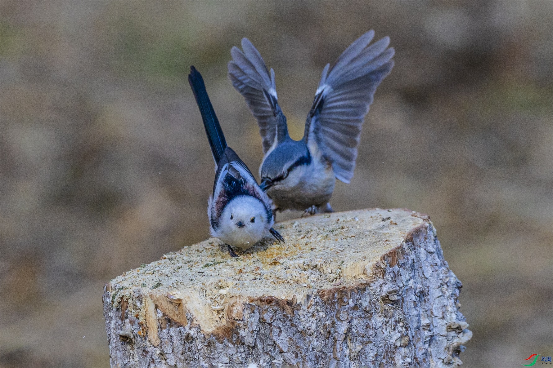 1K3A7339 ����1.jpg