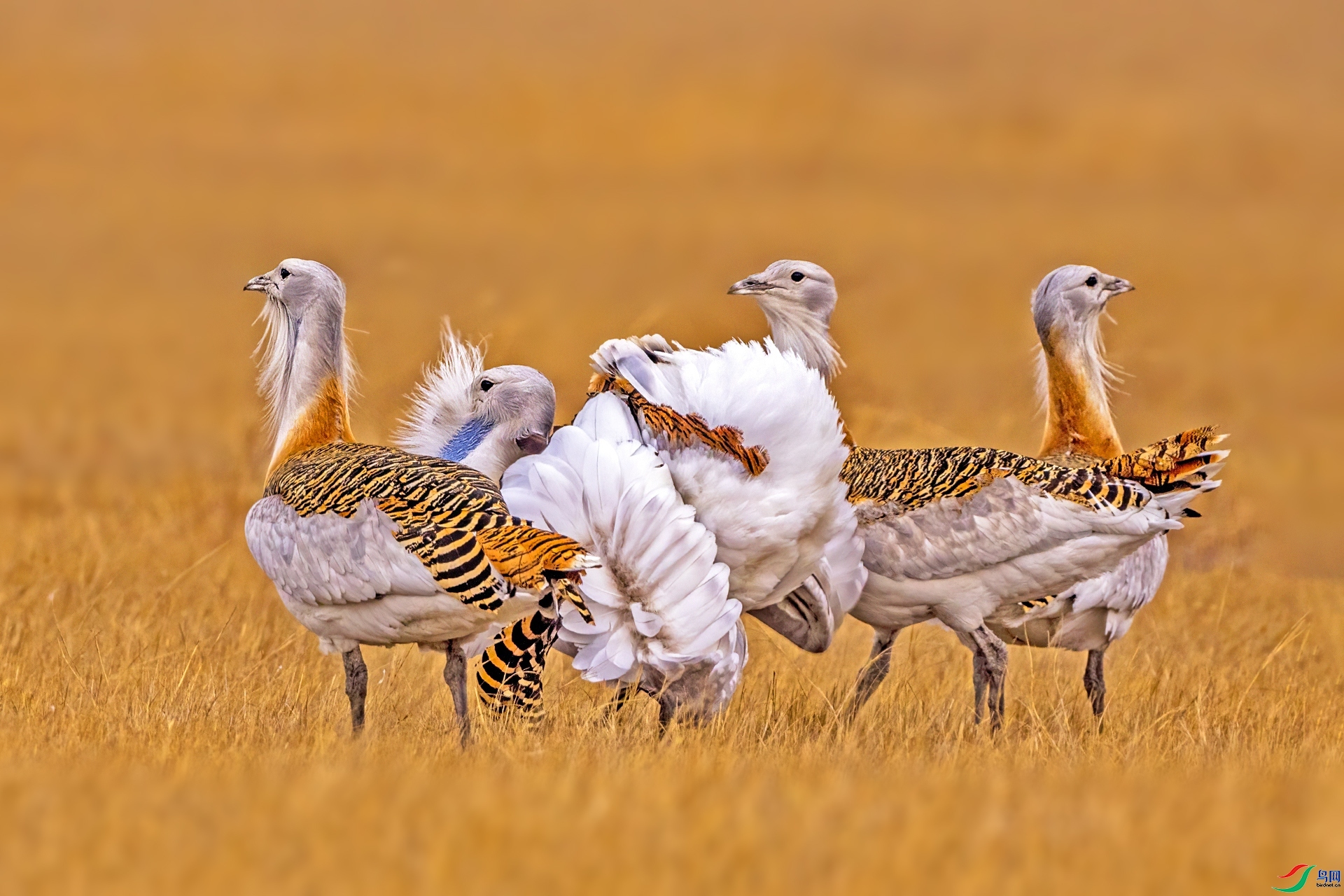 ��Լ��ԭ ���� ������ ��һ.jpg