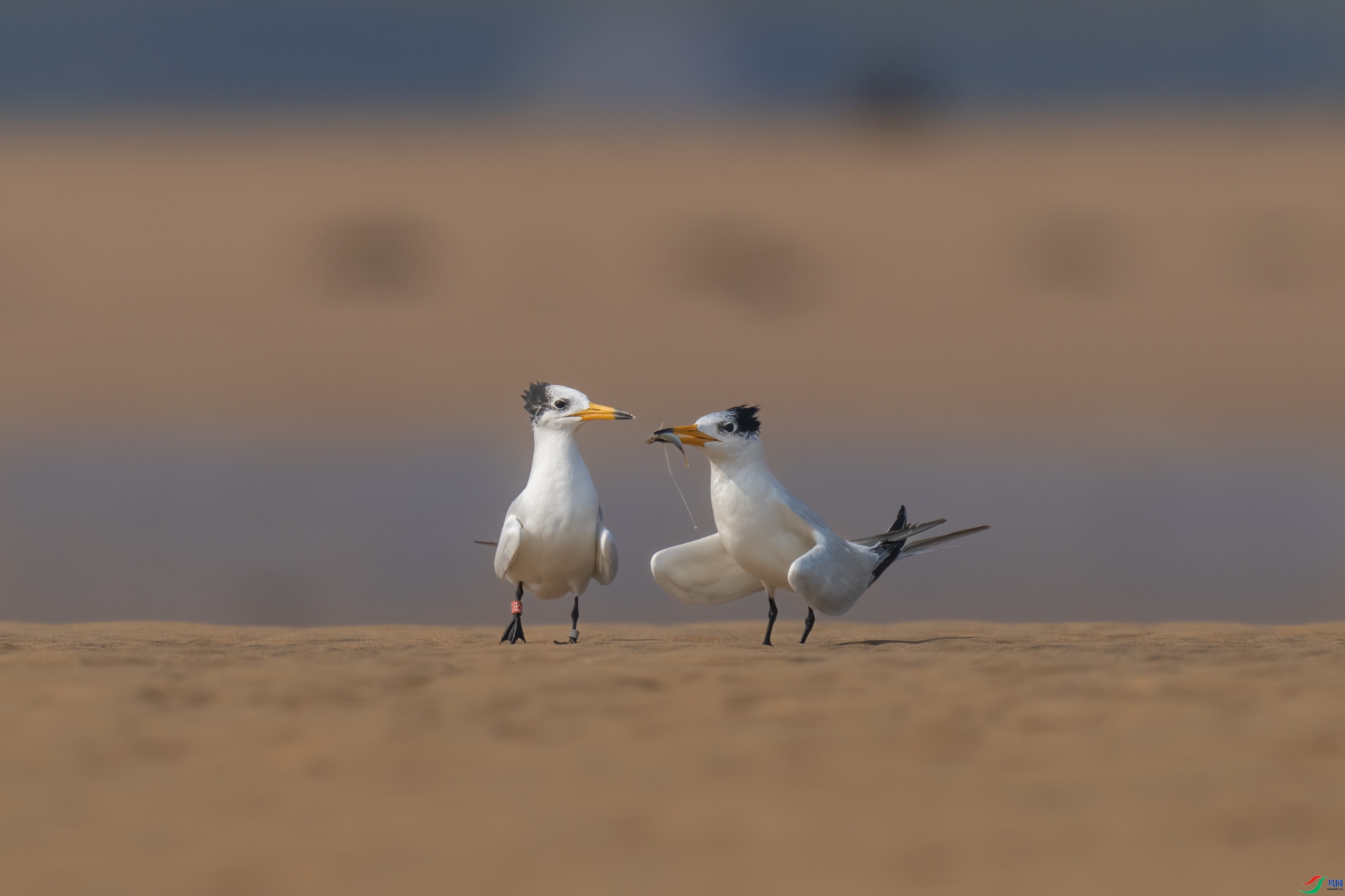 �л���ͷ��Ÿ  ���� ���� �ܶ�.jpg