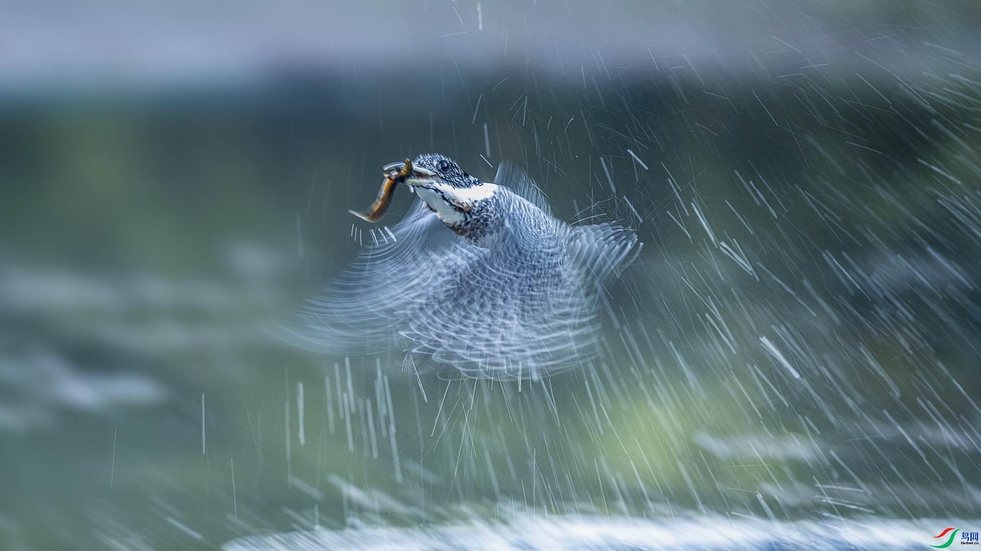 �����㡷���㹷�����ˮ˲��  ���� �����̿�����  �ܶ�.jpg