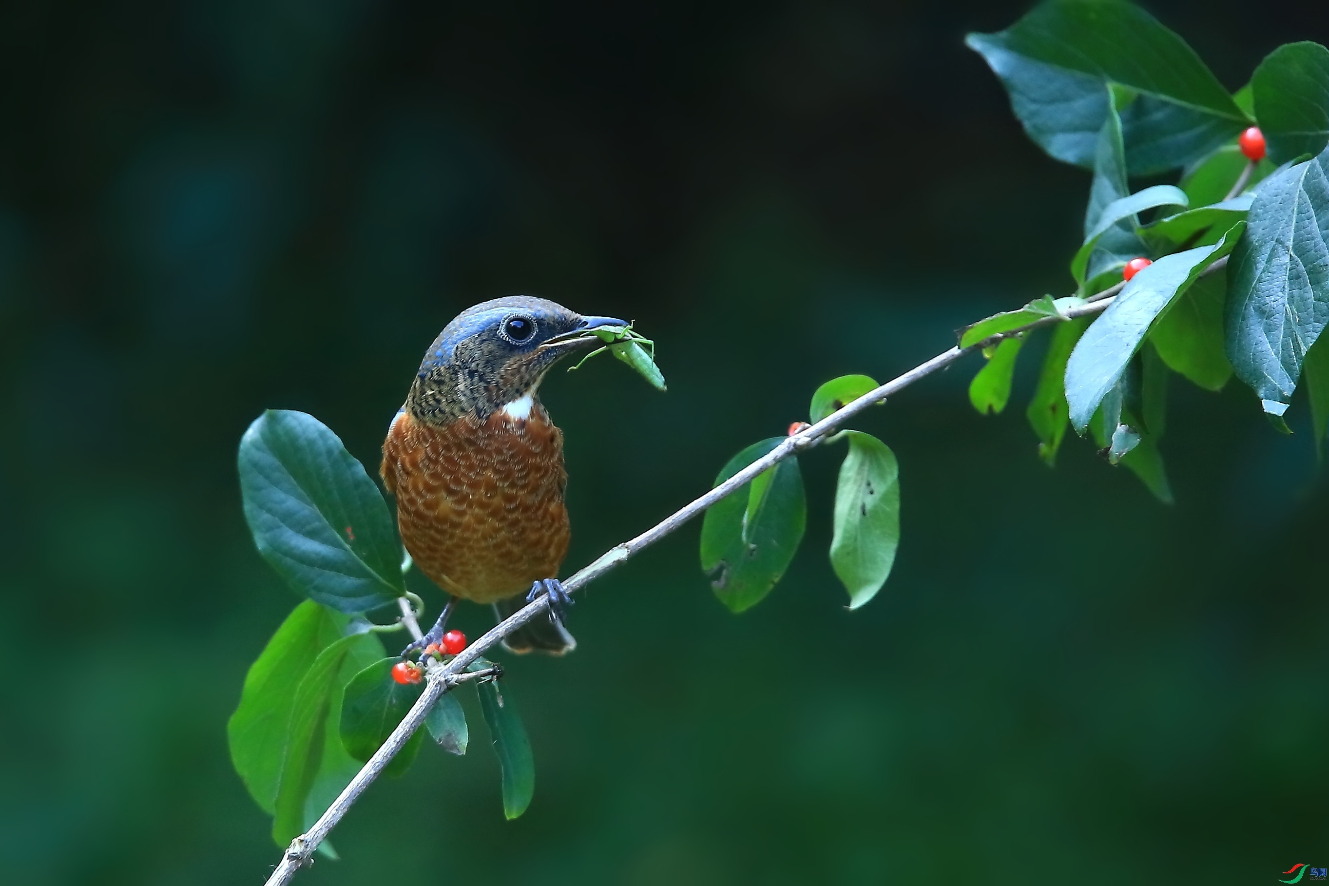 ������-�׺����  ���� ����.jpg