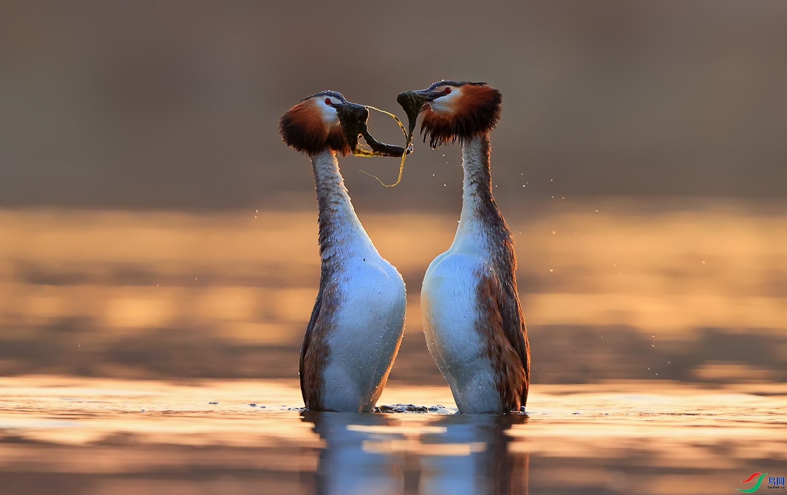 ����  ���� ��Ұ  ����.jpg