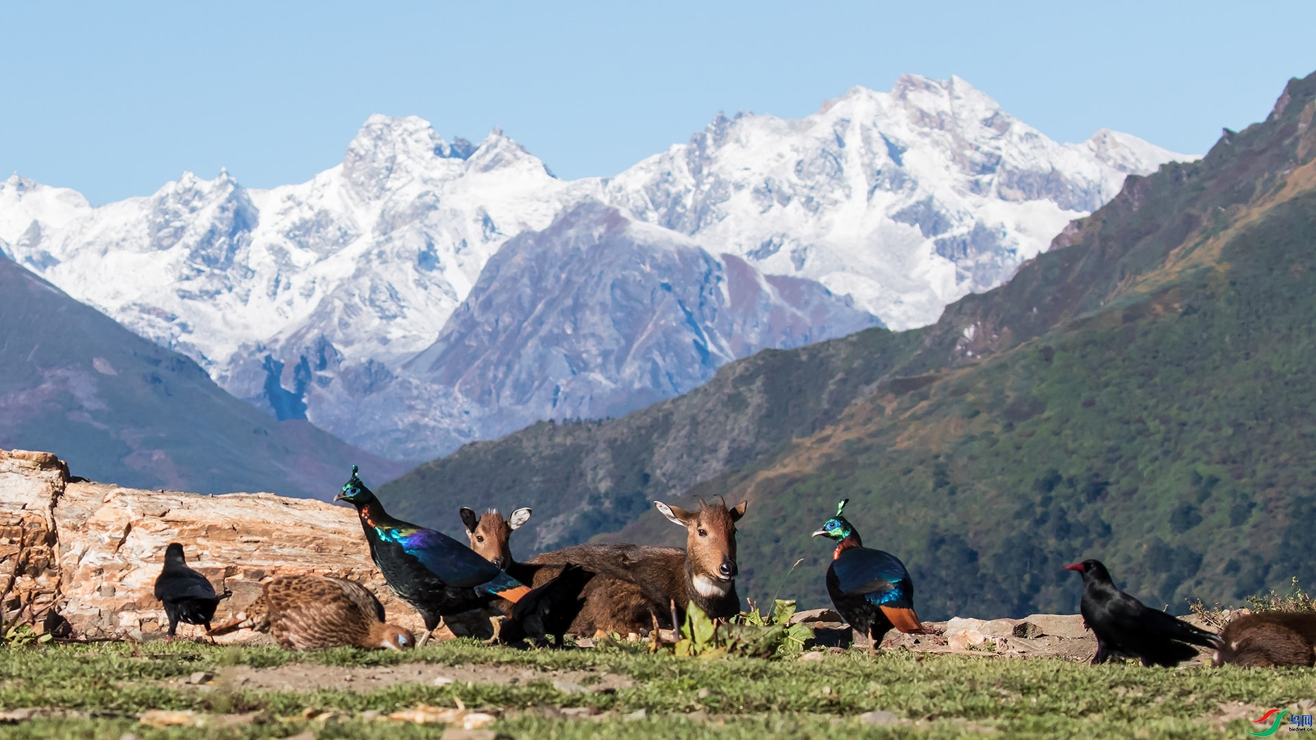 ѩɽ����  ���� ����.jpg