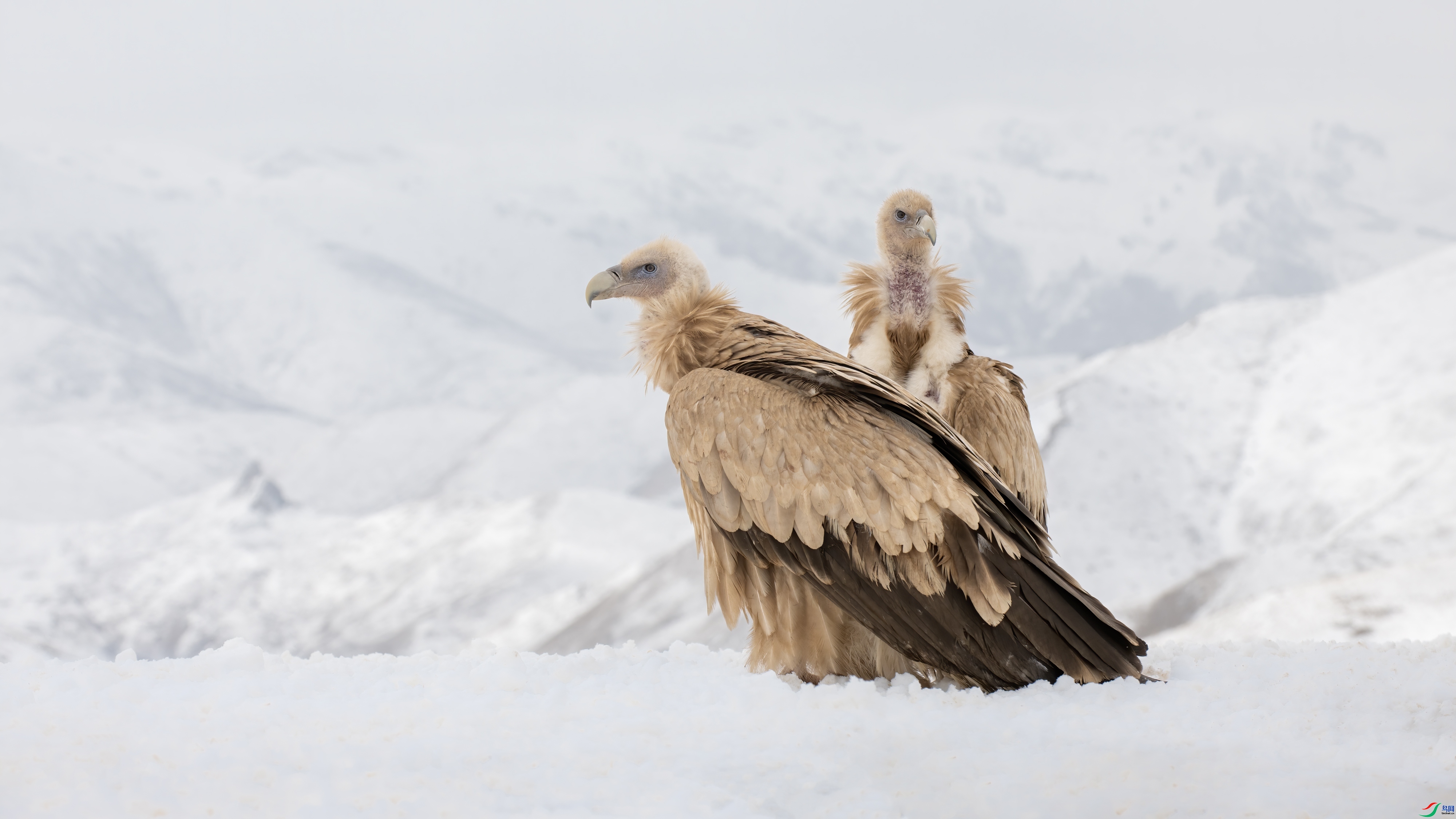 ��סѩɽ  ���� ��Ͽ֮��  ����.jpg