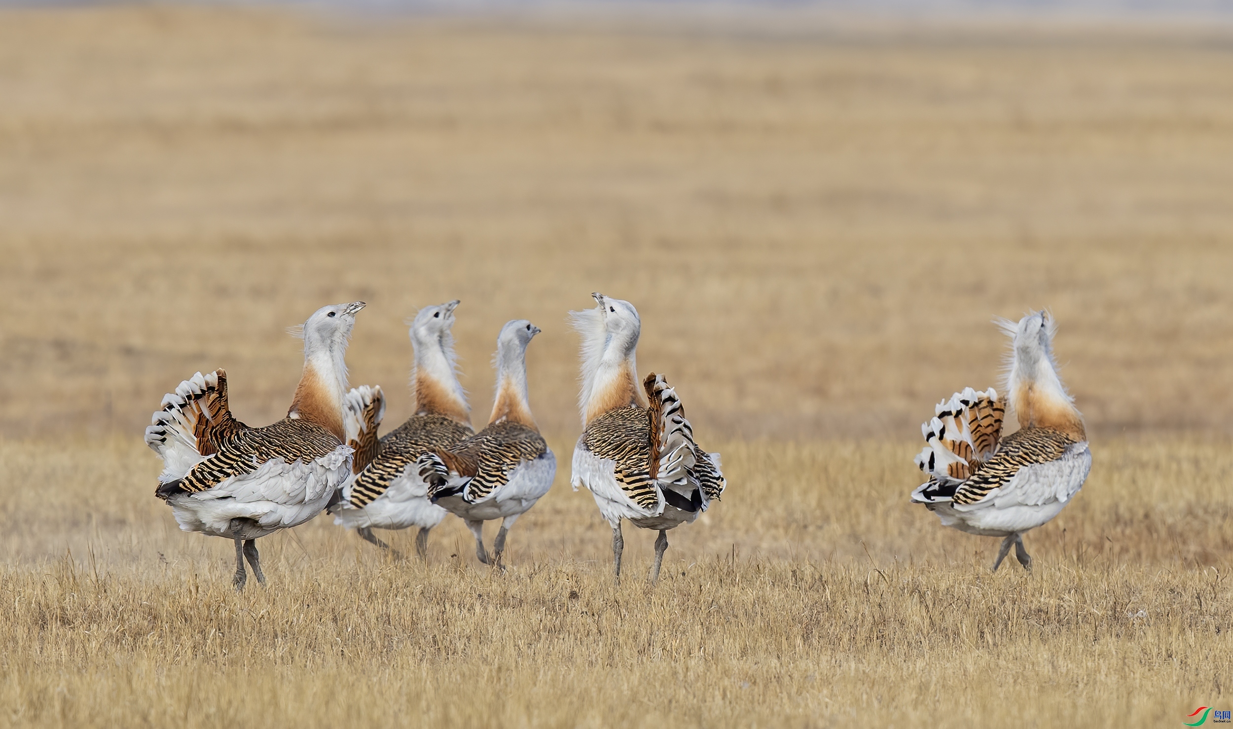 ��� ���� ����  ����.jpg