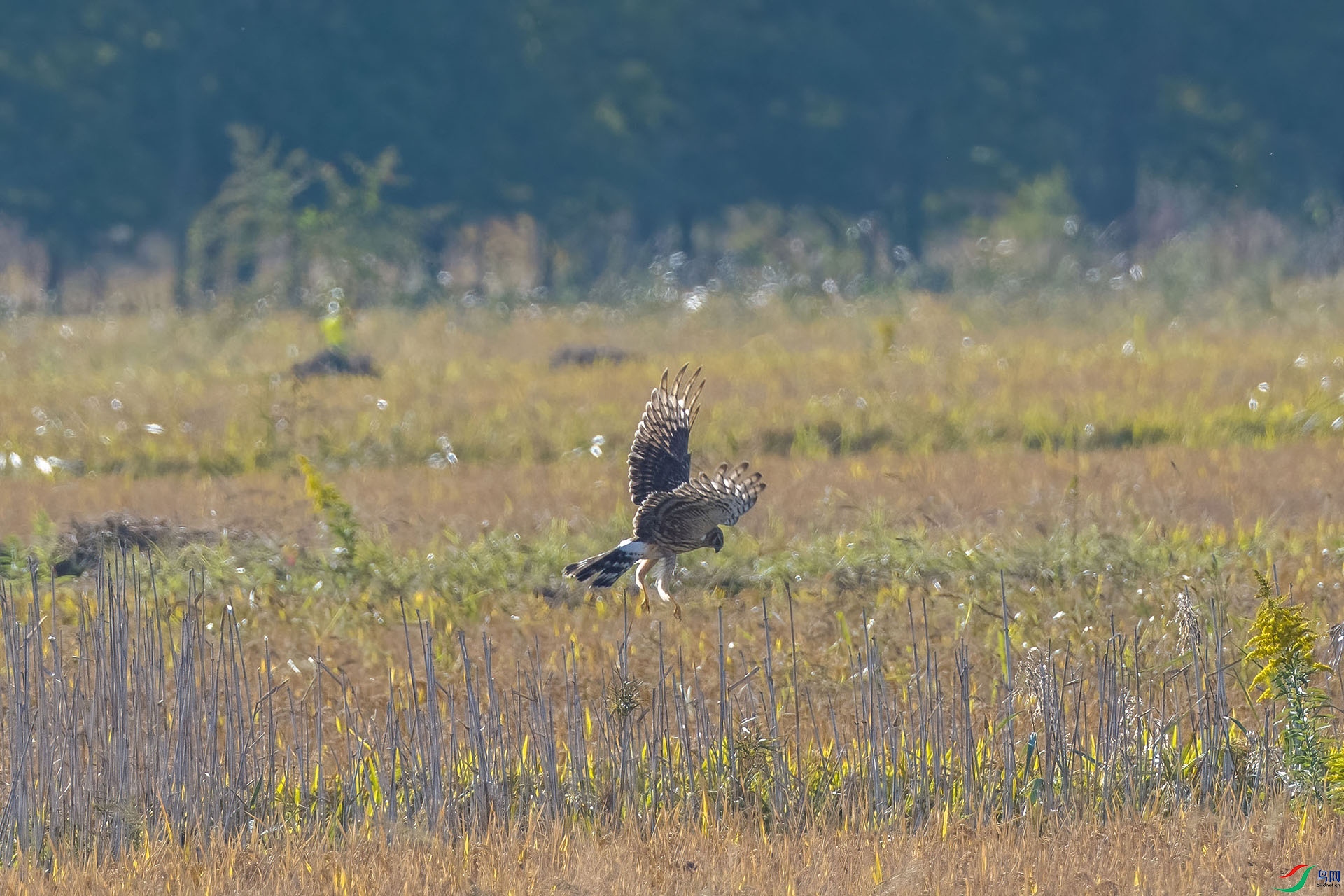 04 PB028282-DeNoiseAI-low-light.jpg