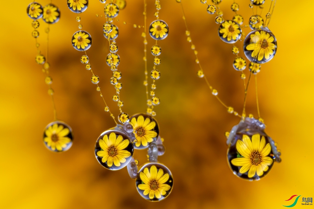 2019�꡶���ޡ��ڵڶ�������ȫ����Ȼ��Ӱ������΢����һ�Ƚ�.jpg