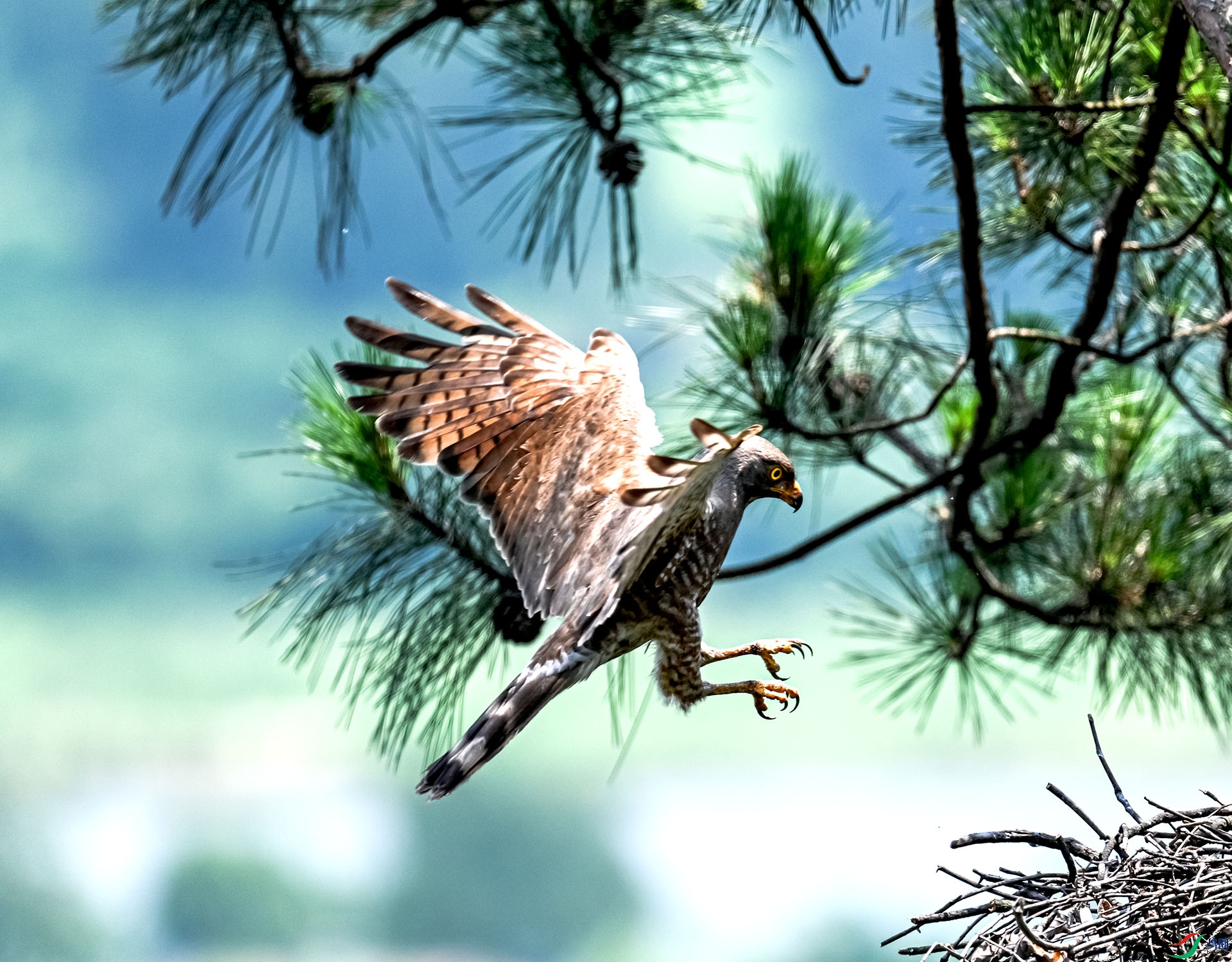 �鳲