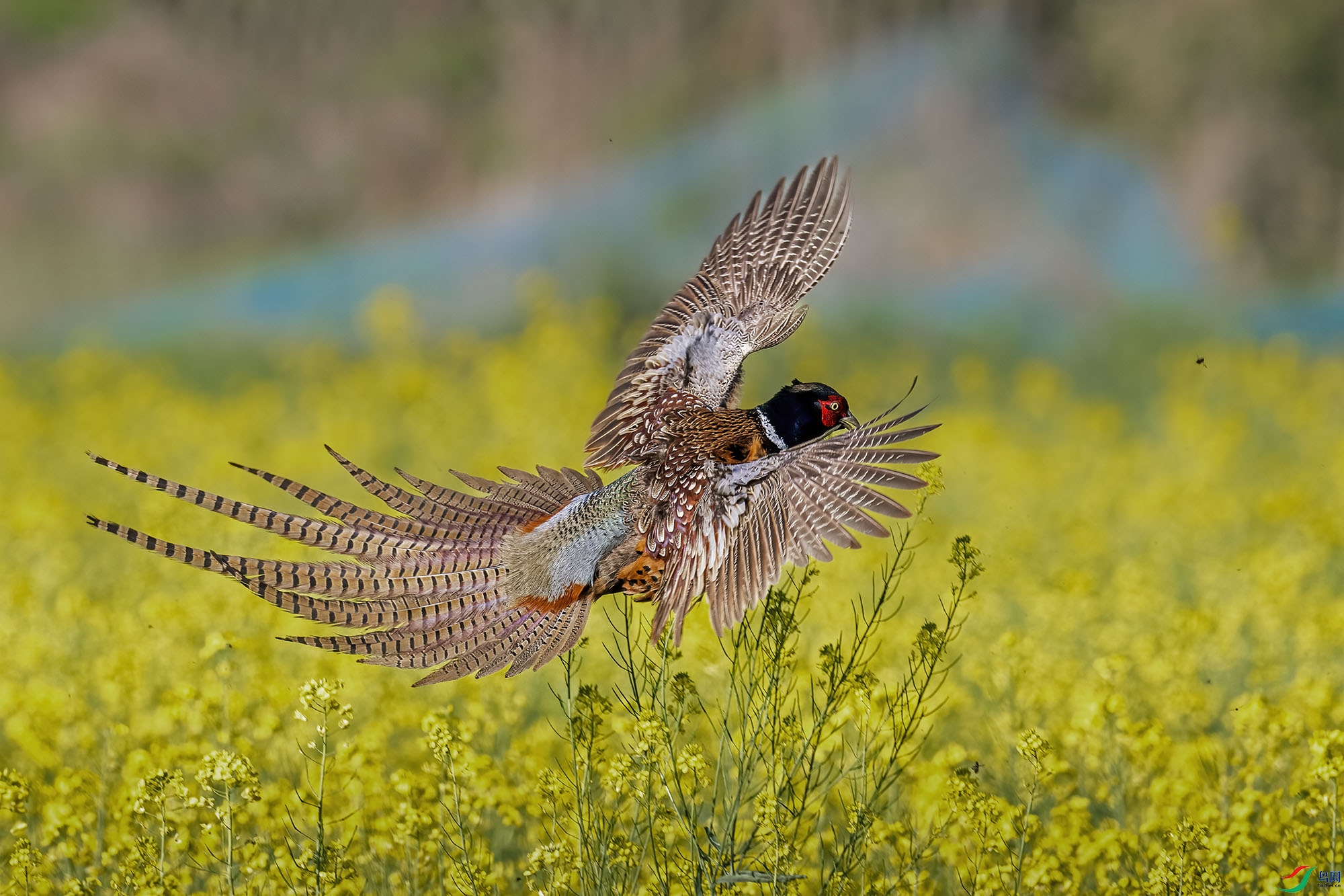 DSD_7190.jpg