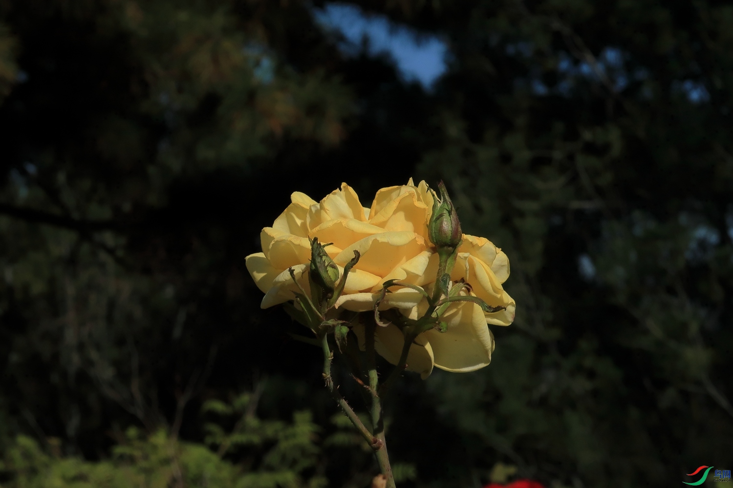 IMG_4390.JPG