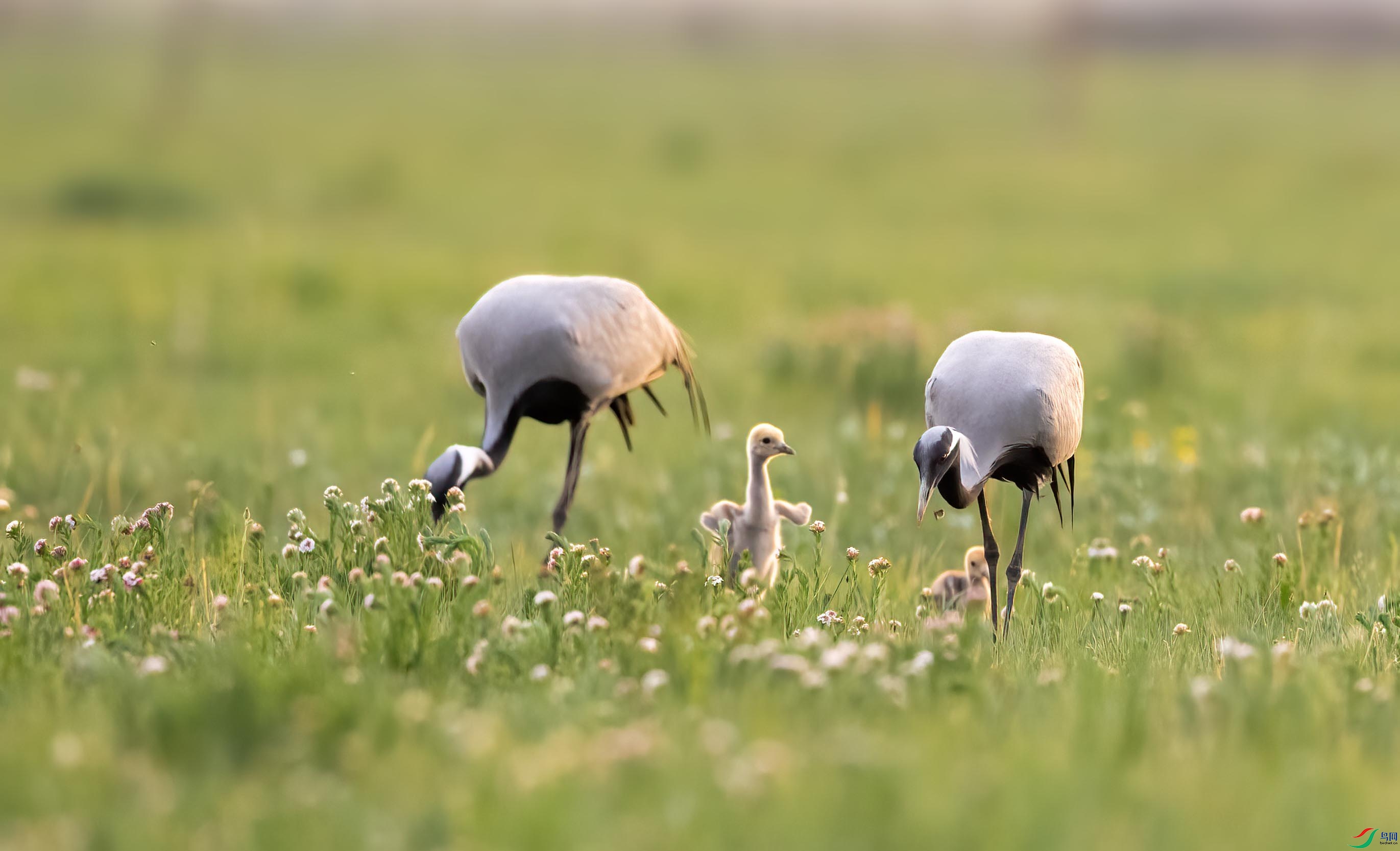 DSC_7617 ����.jpg