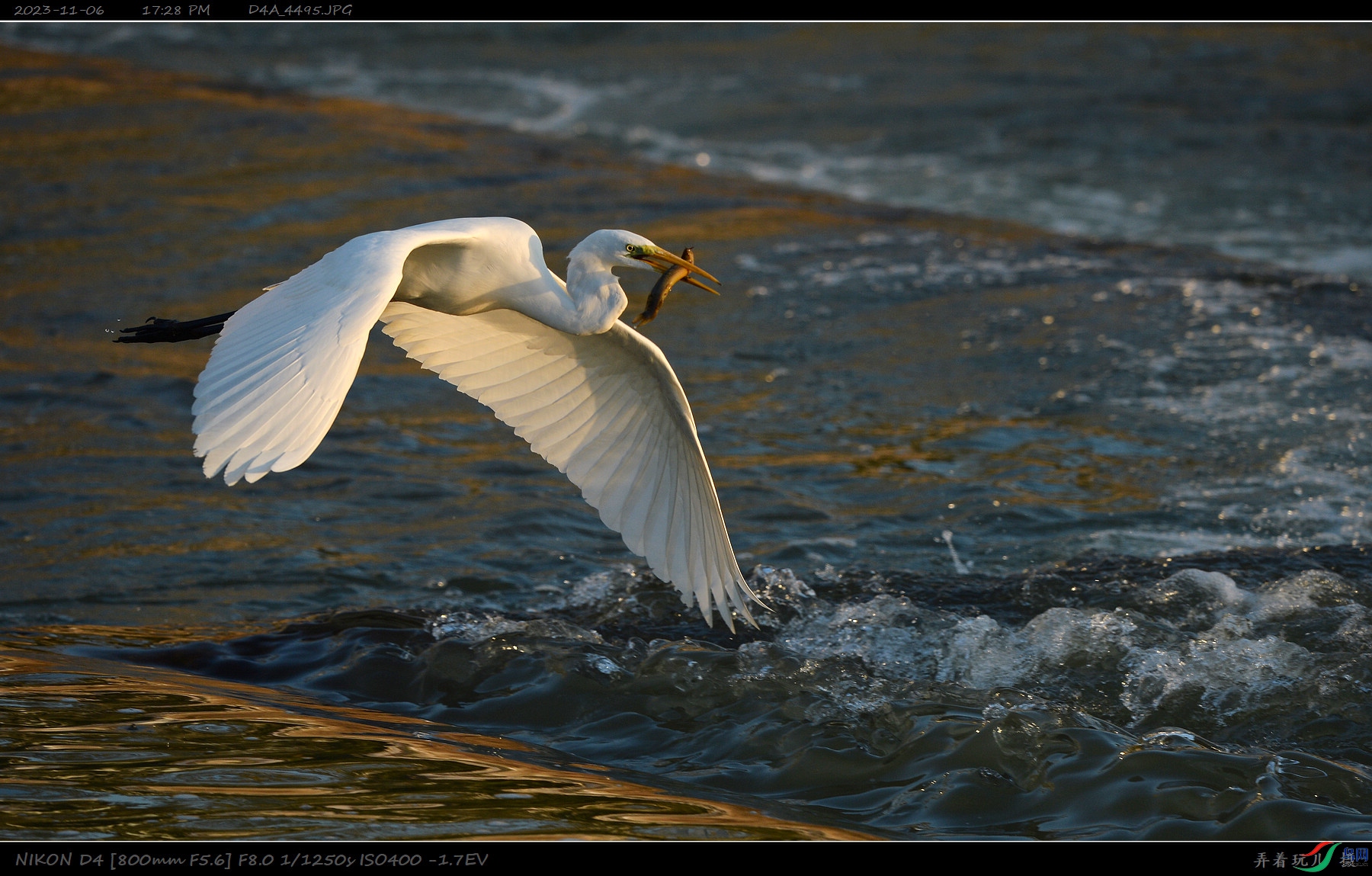 D4A_1105-1800.jpg