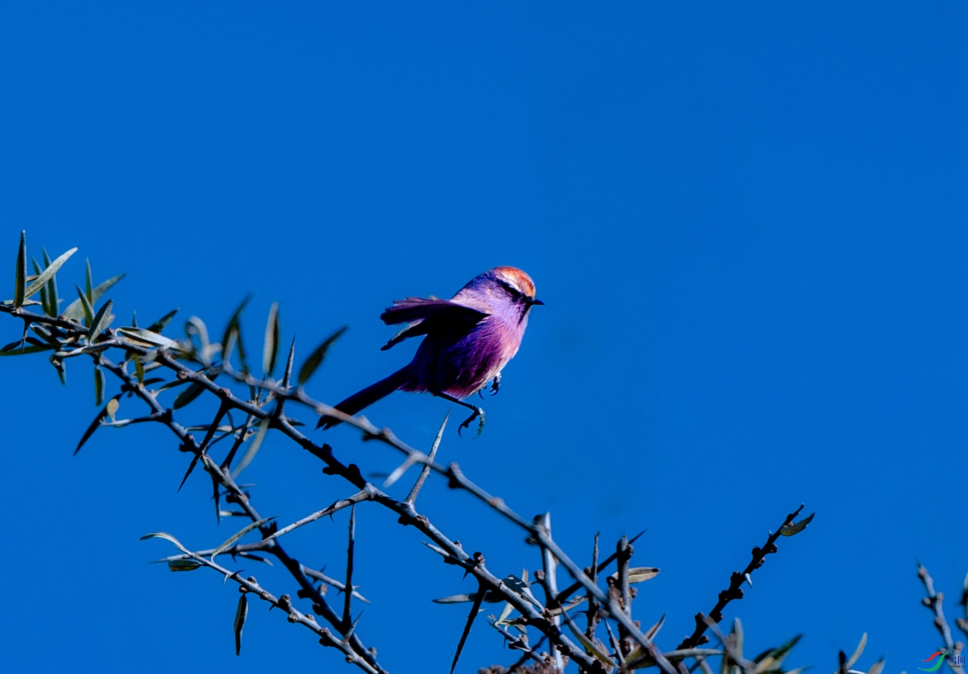 _X5A4267 - ����.jpg