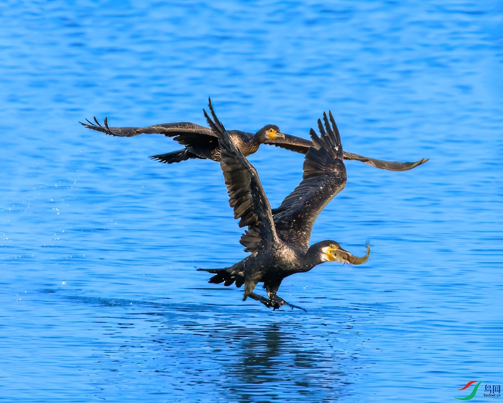 DSC_1675 ����-denoise-denoise.jpg