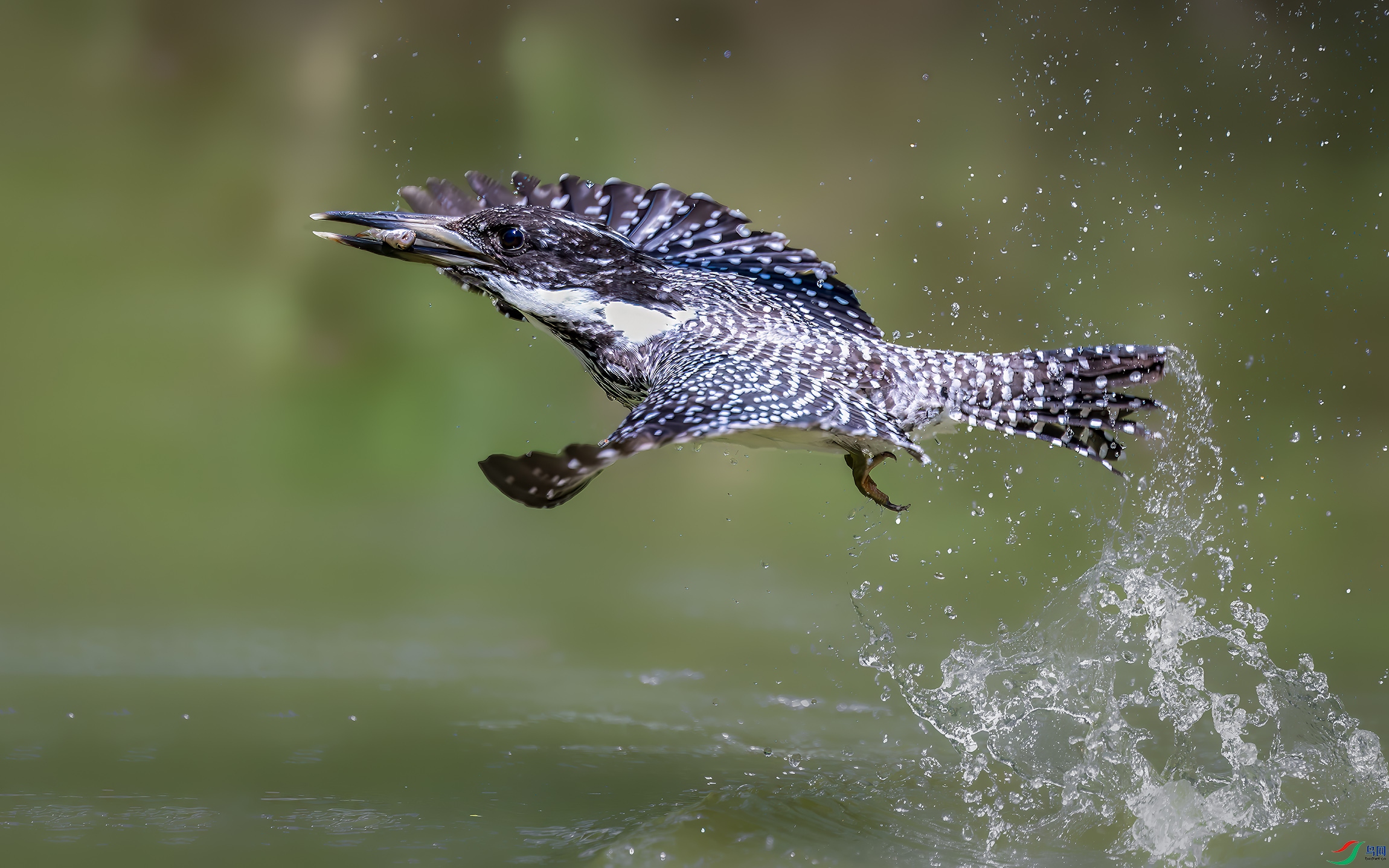 DSC_8157-����ǿ-NR ����.jpg