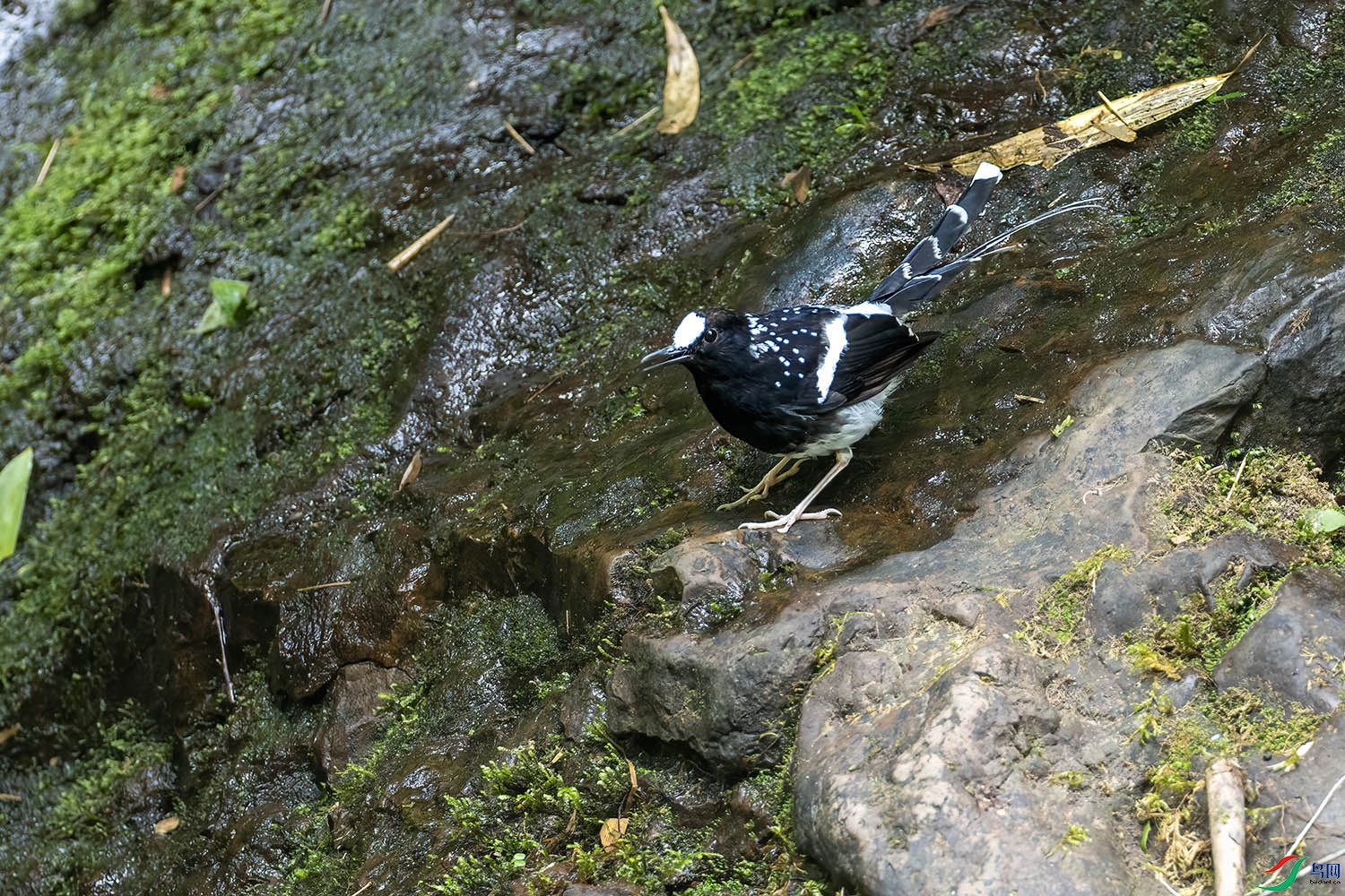 P7293020-�߱���β.jpg