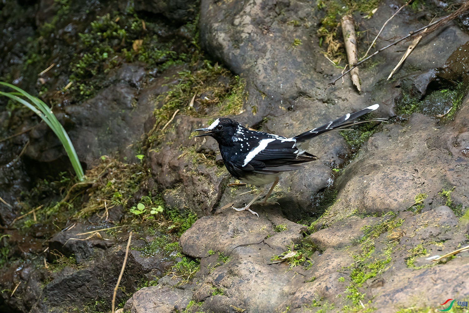 P7293046-�߱���β.jpg