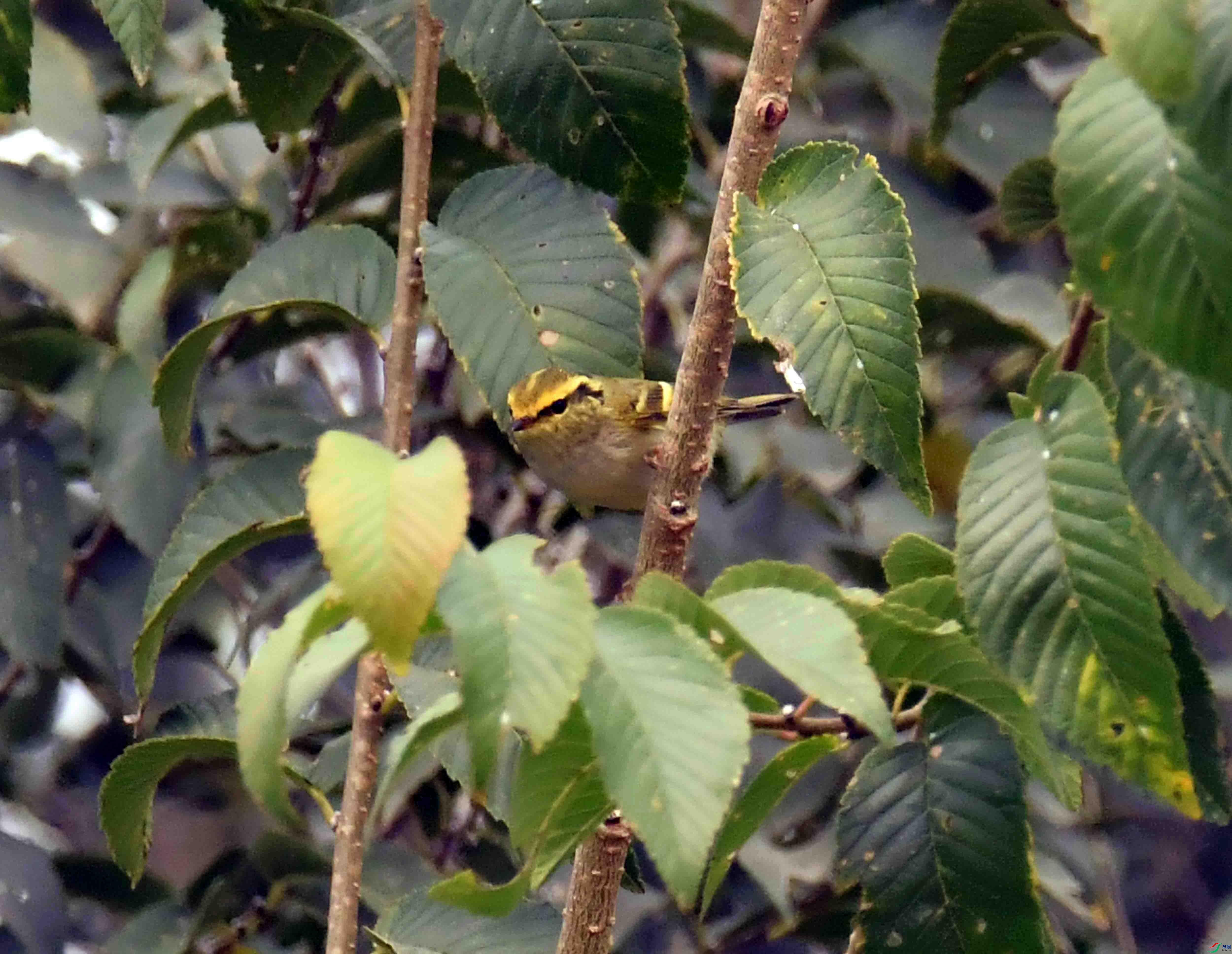DSC_9538.JPG