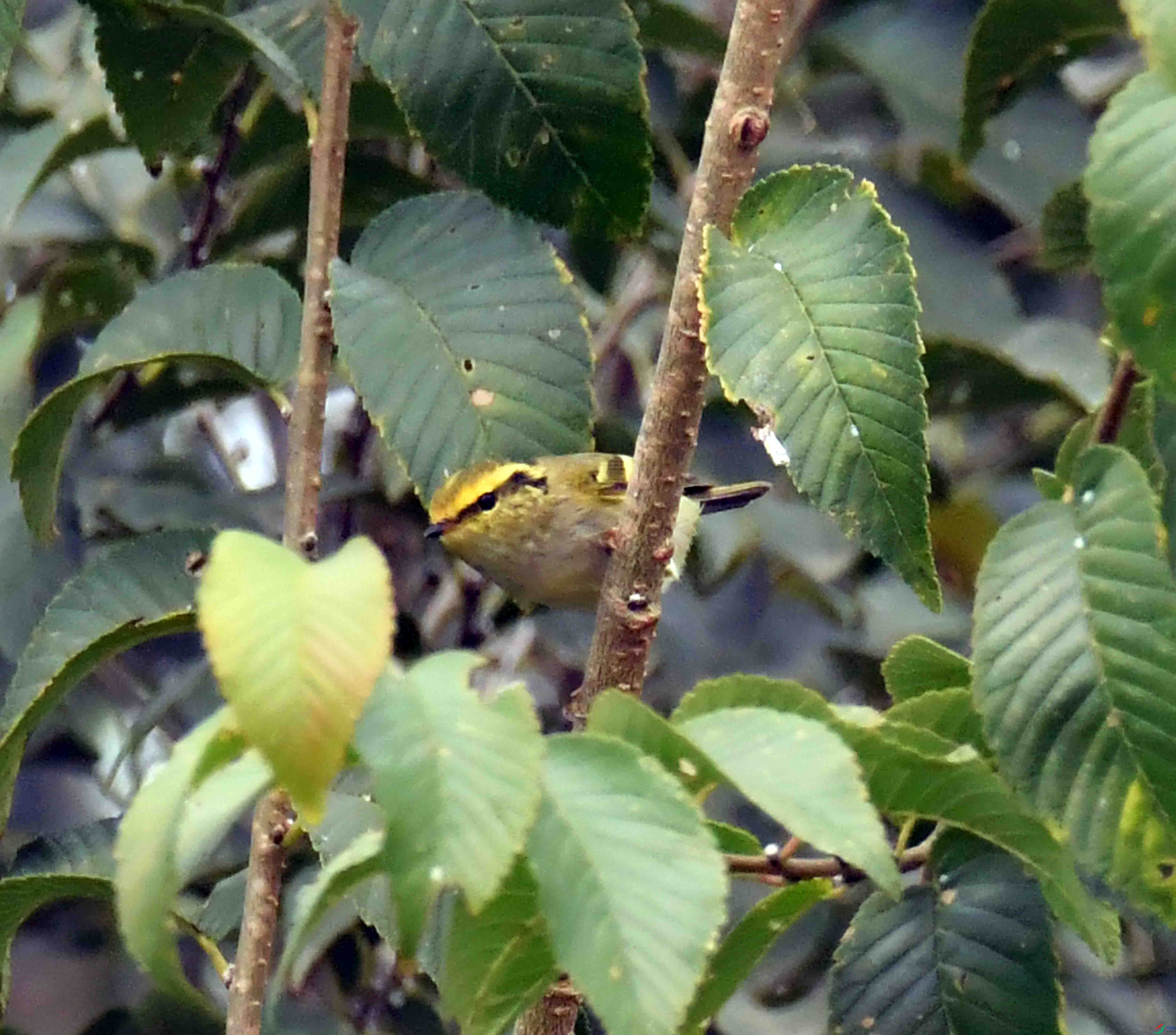 DSC_9540.JPG
