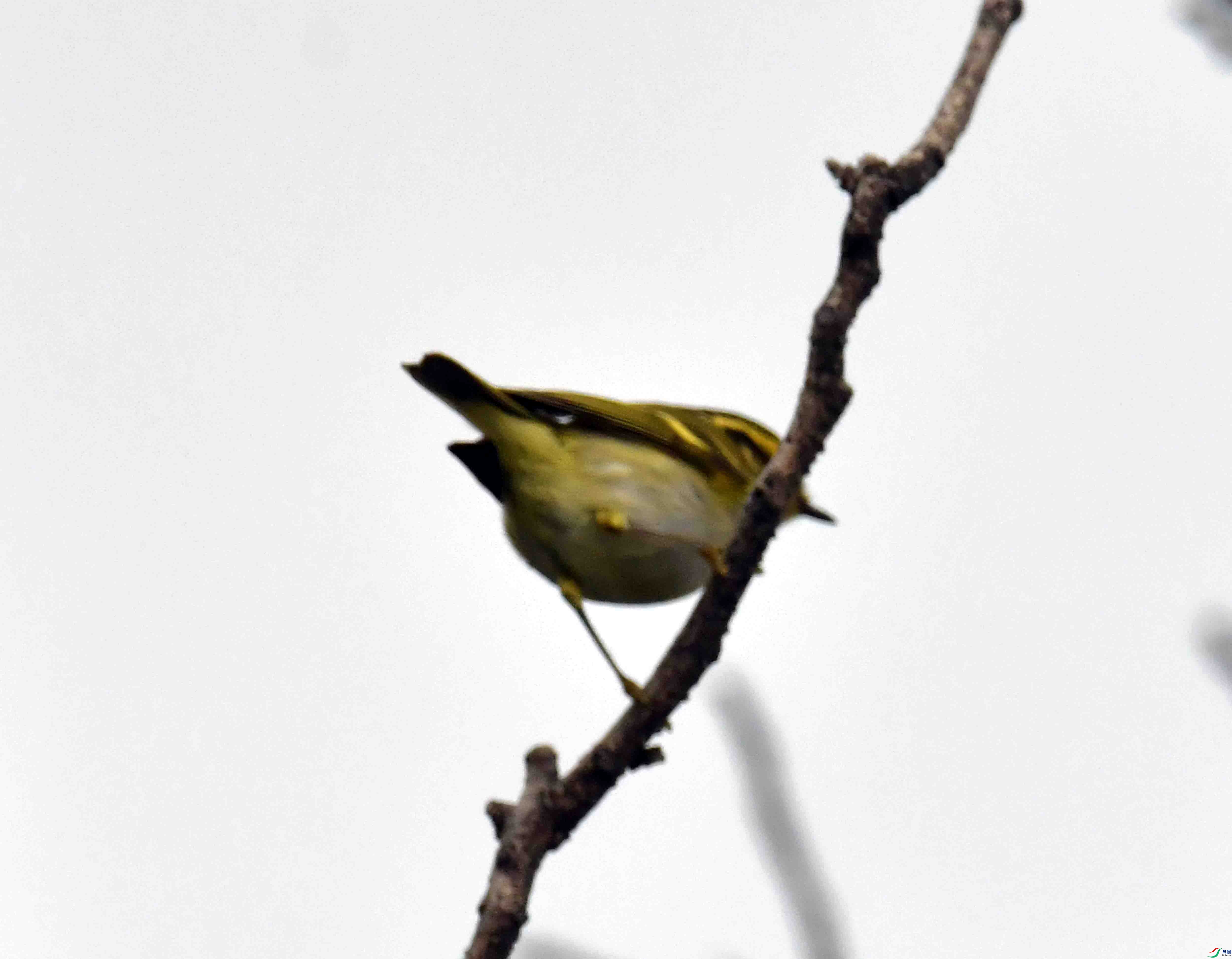 DSC_9552.JPG