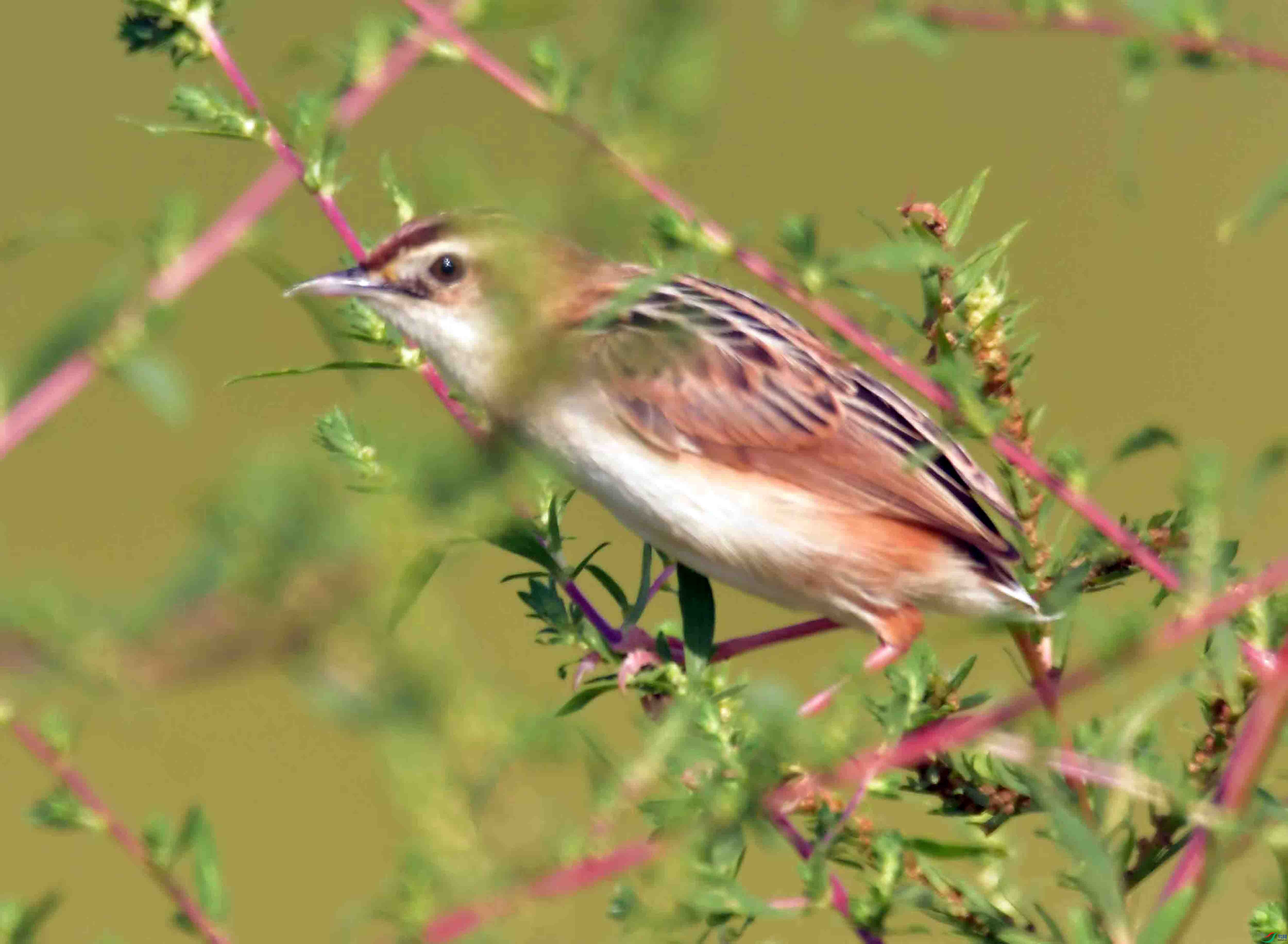 ����βݺ (1).JPG