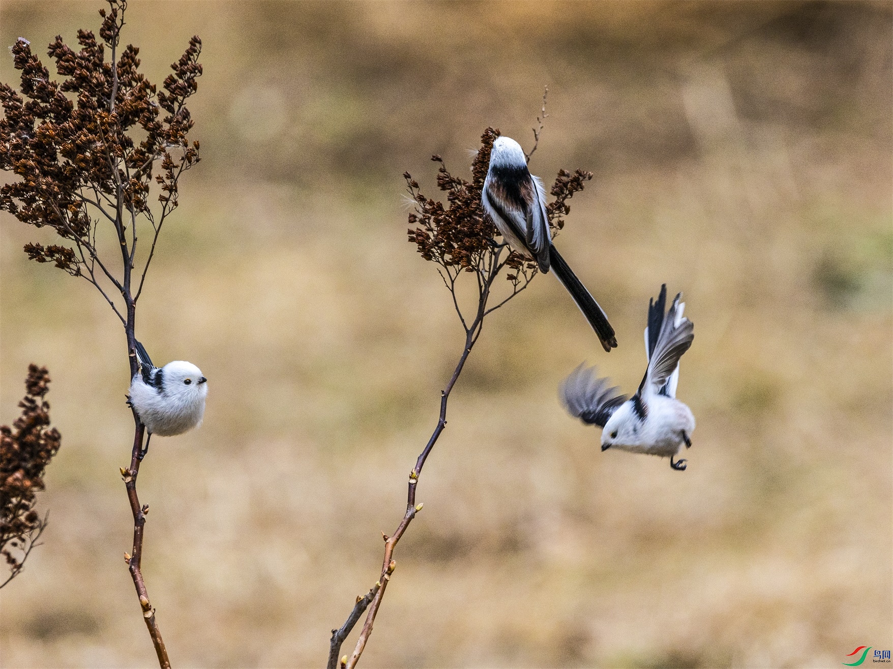 1K3A1574 ����1.jpg