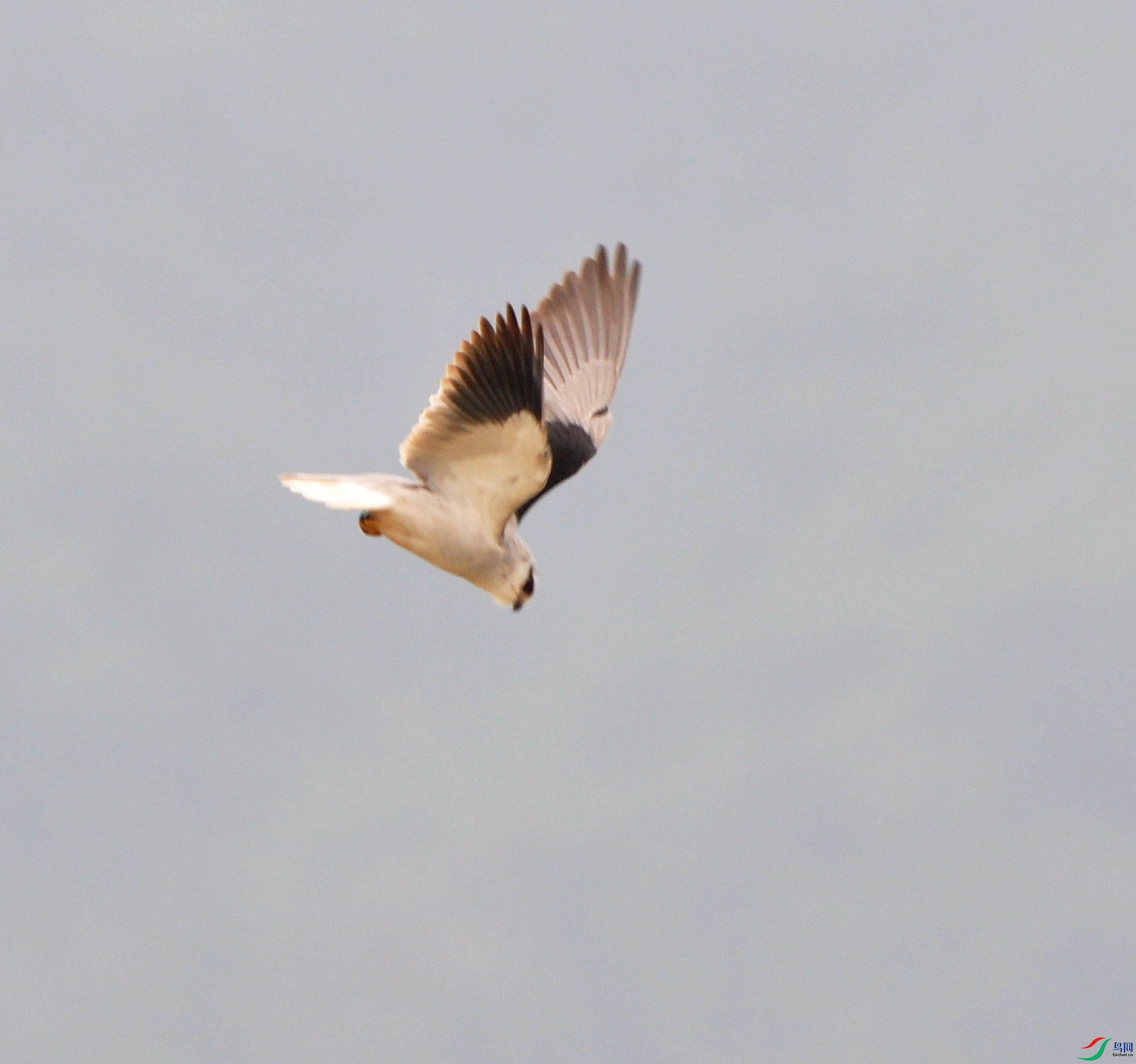 DSC_0351.jpg