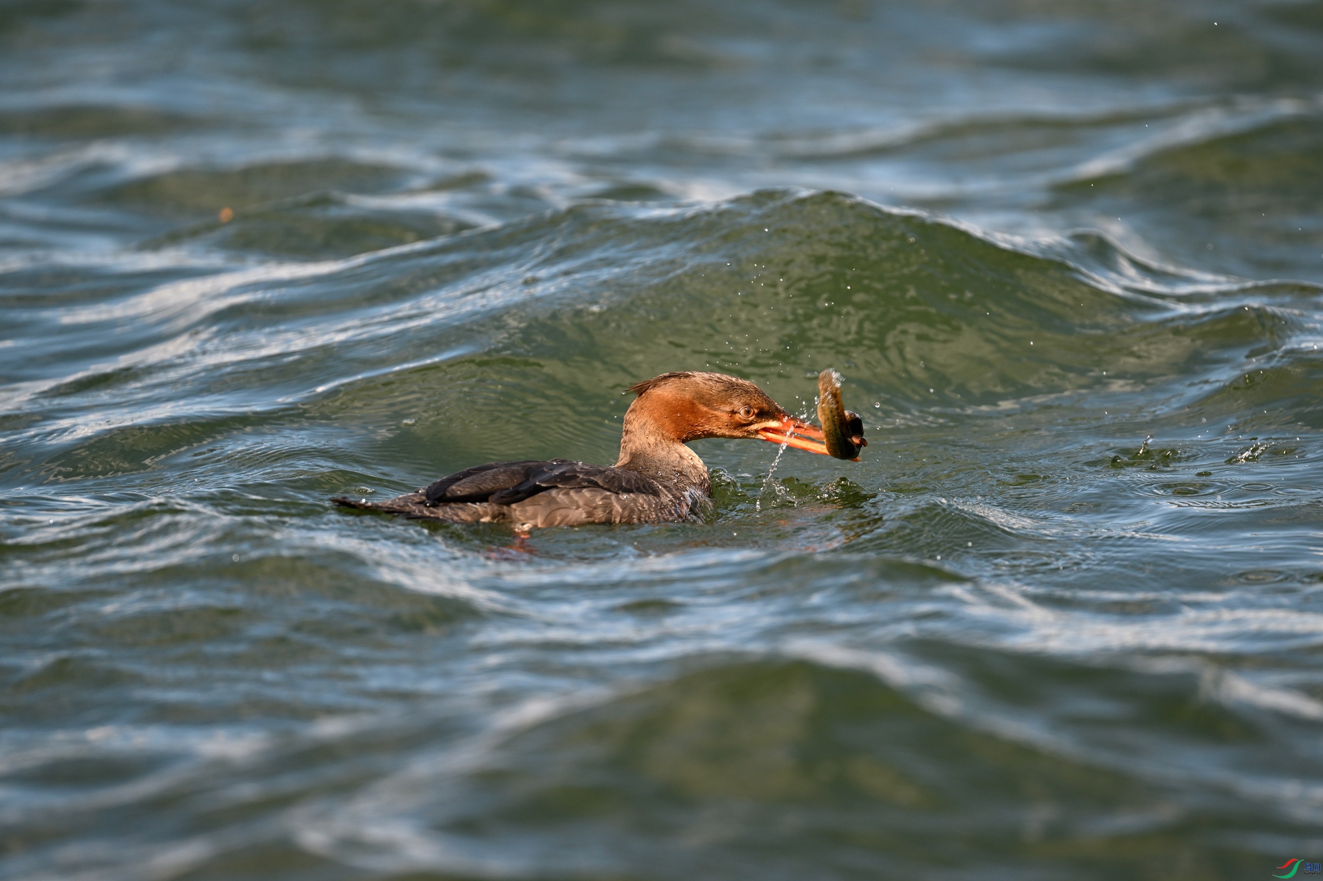 DSC_7067.JPG