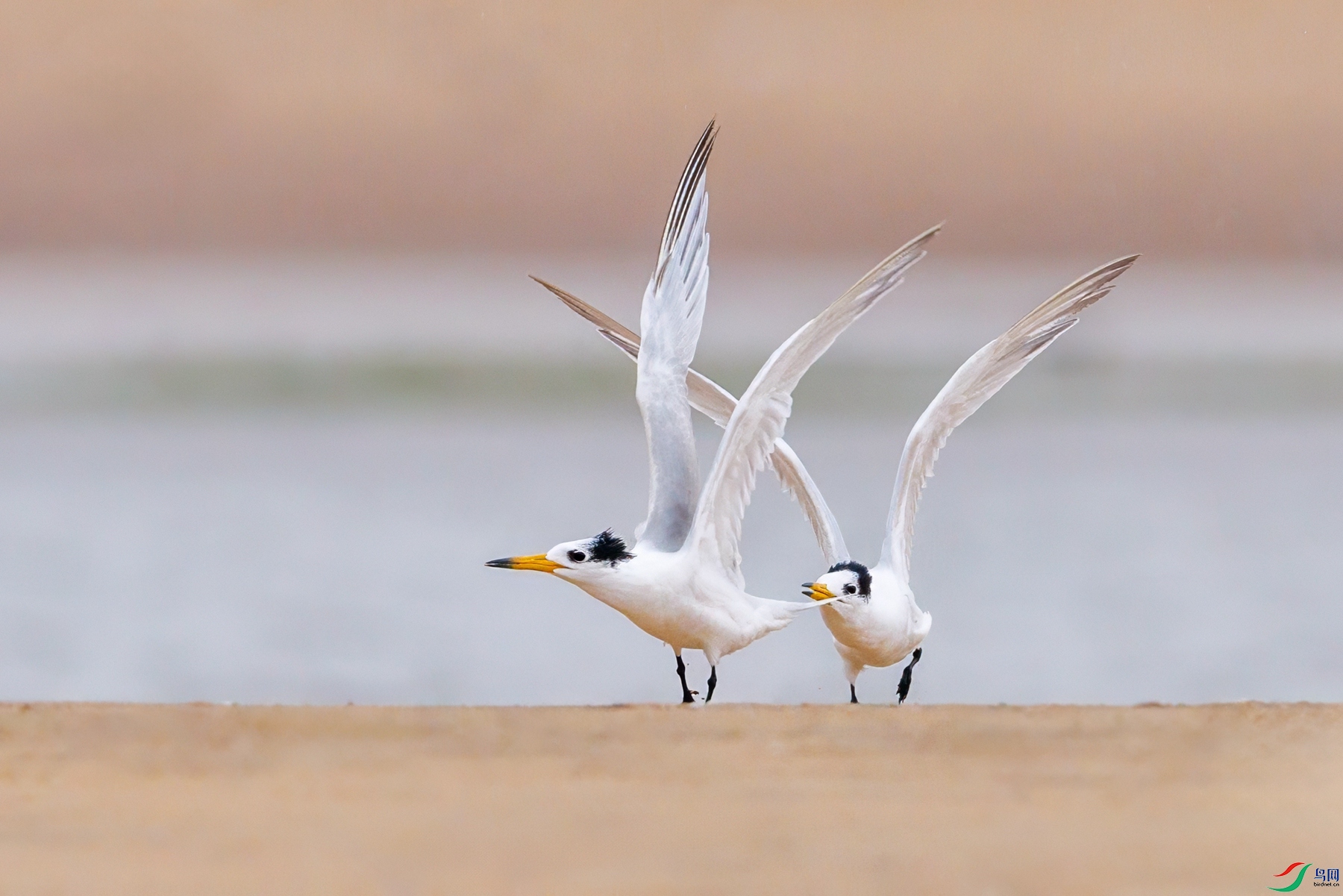 SHU_0778 ����_����.jpg