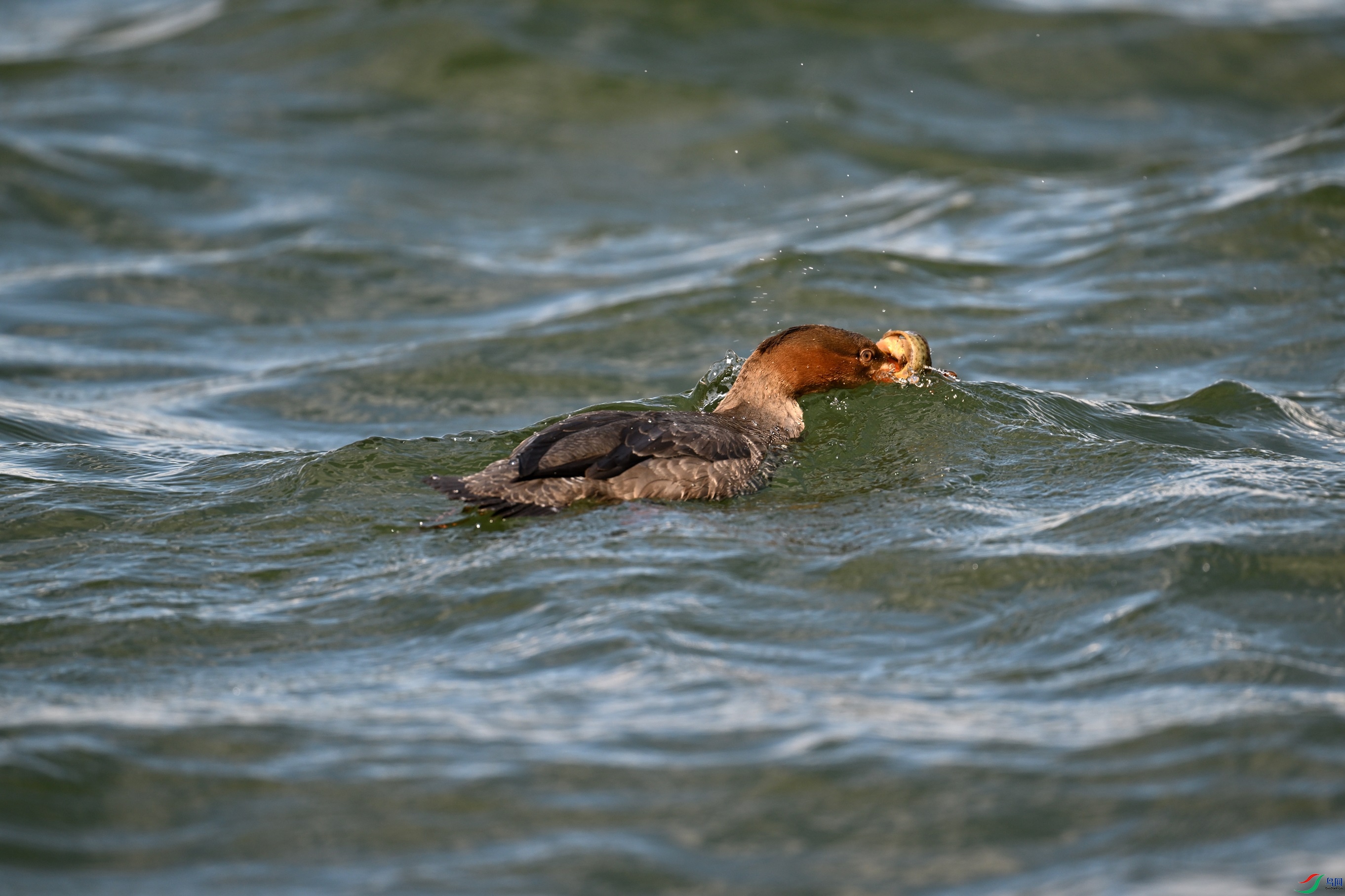 DSC_7071.JPG