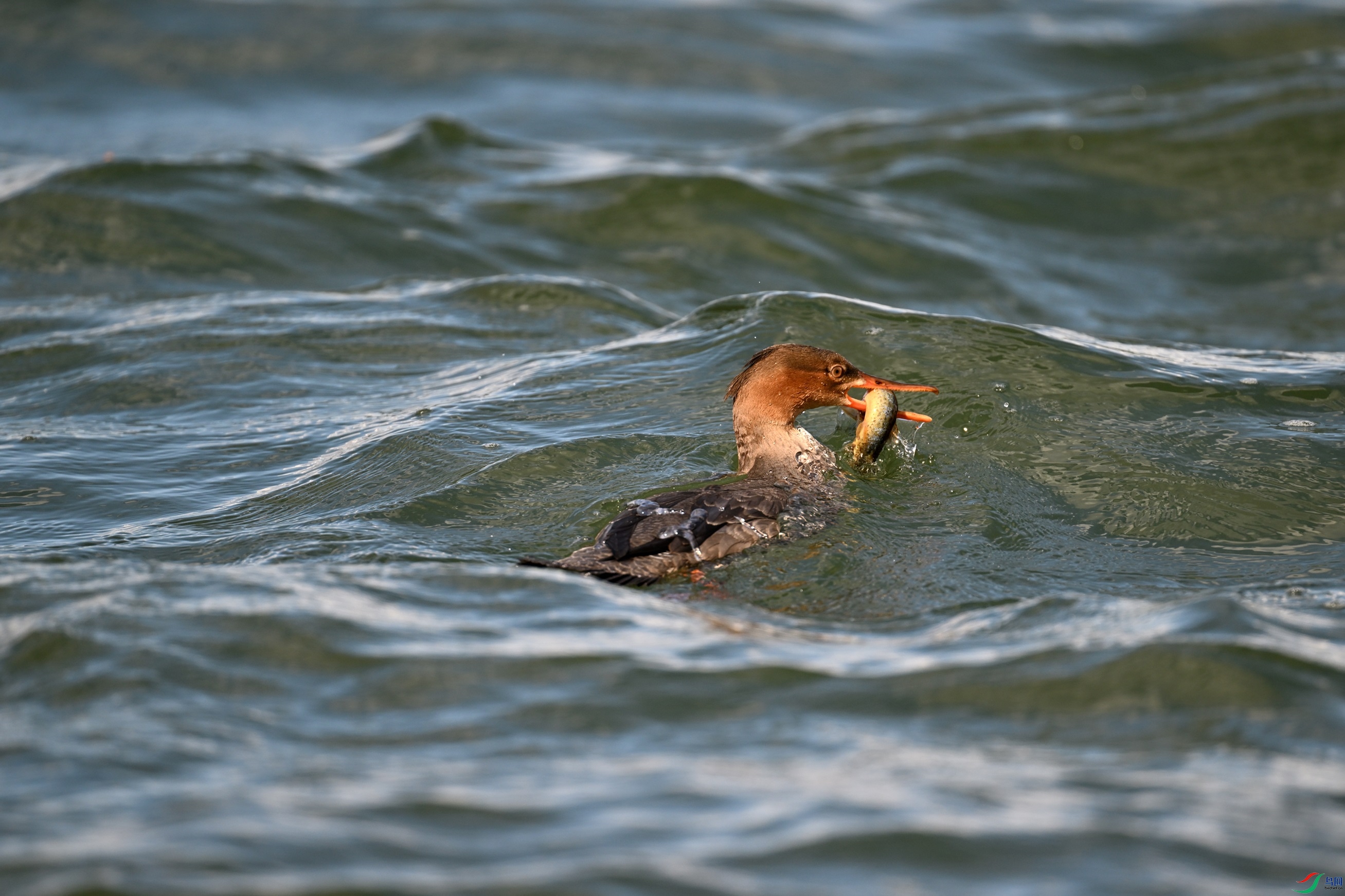 DSC_7077.JPG