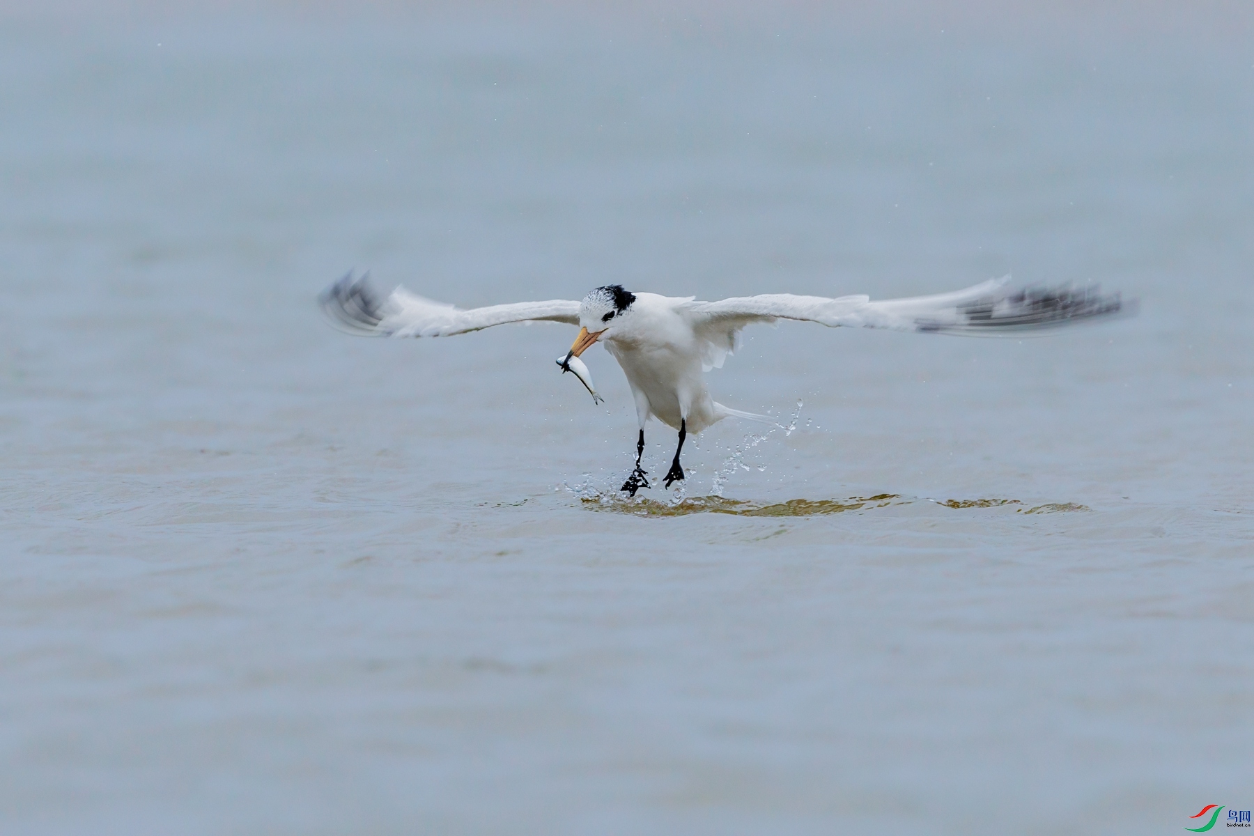 SHU_1874 ����_����.jpg